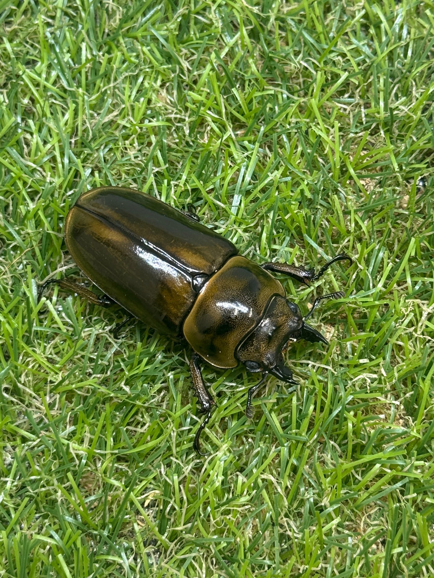 ババオウゴンオニクワガタ　♂62.1mm成虫ペア