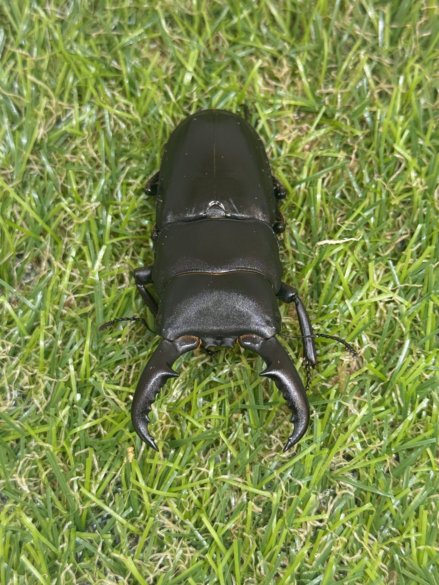 オキノエラブヒラタクワガタ　♂66mm単品