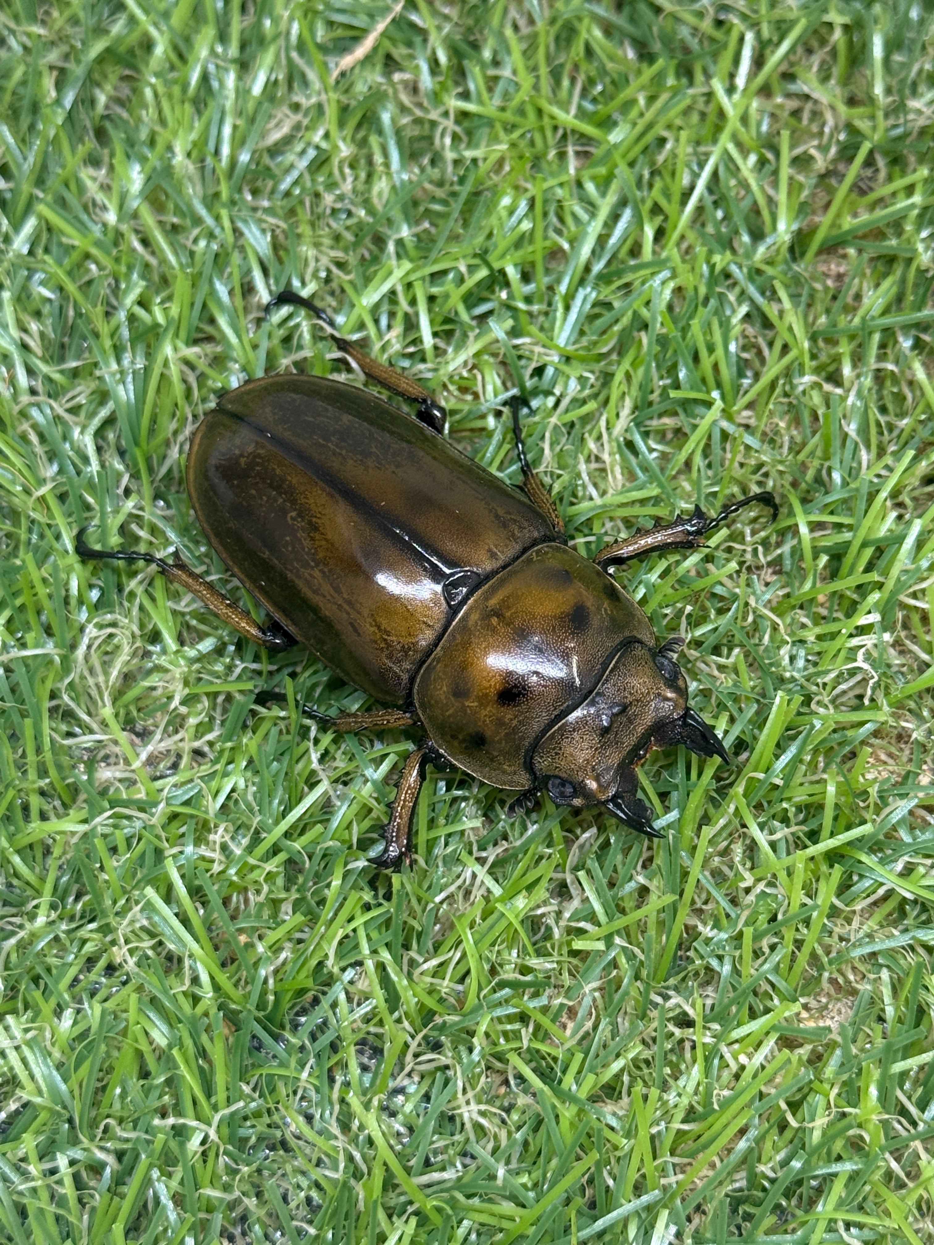 ババオウゴンオニクワガタ ♀50mm単品 – 昆虫ショップNexus