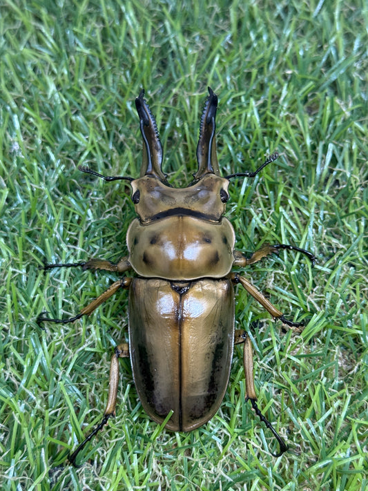 ババオウゴンオニクワガタ　♂71.6mm成虫ペア