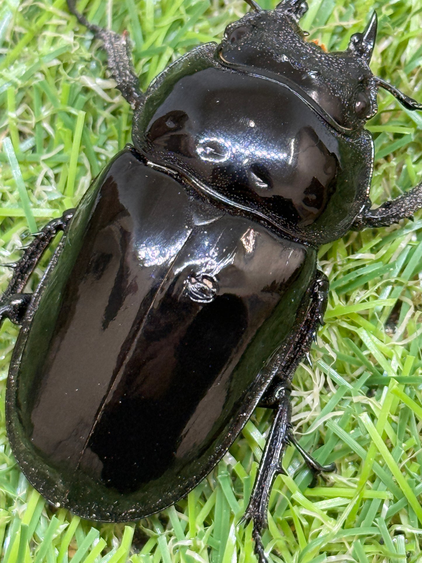 タランドゥスオオツヤクワガタ　♂64.5mm成虫ペア