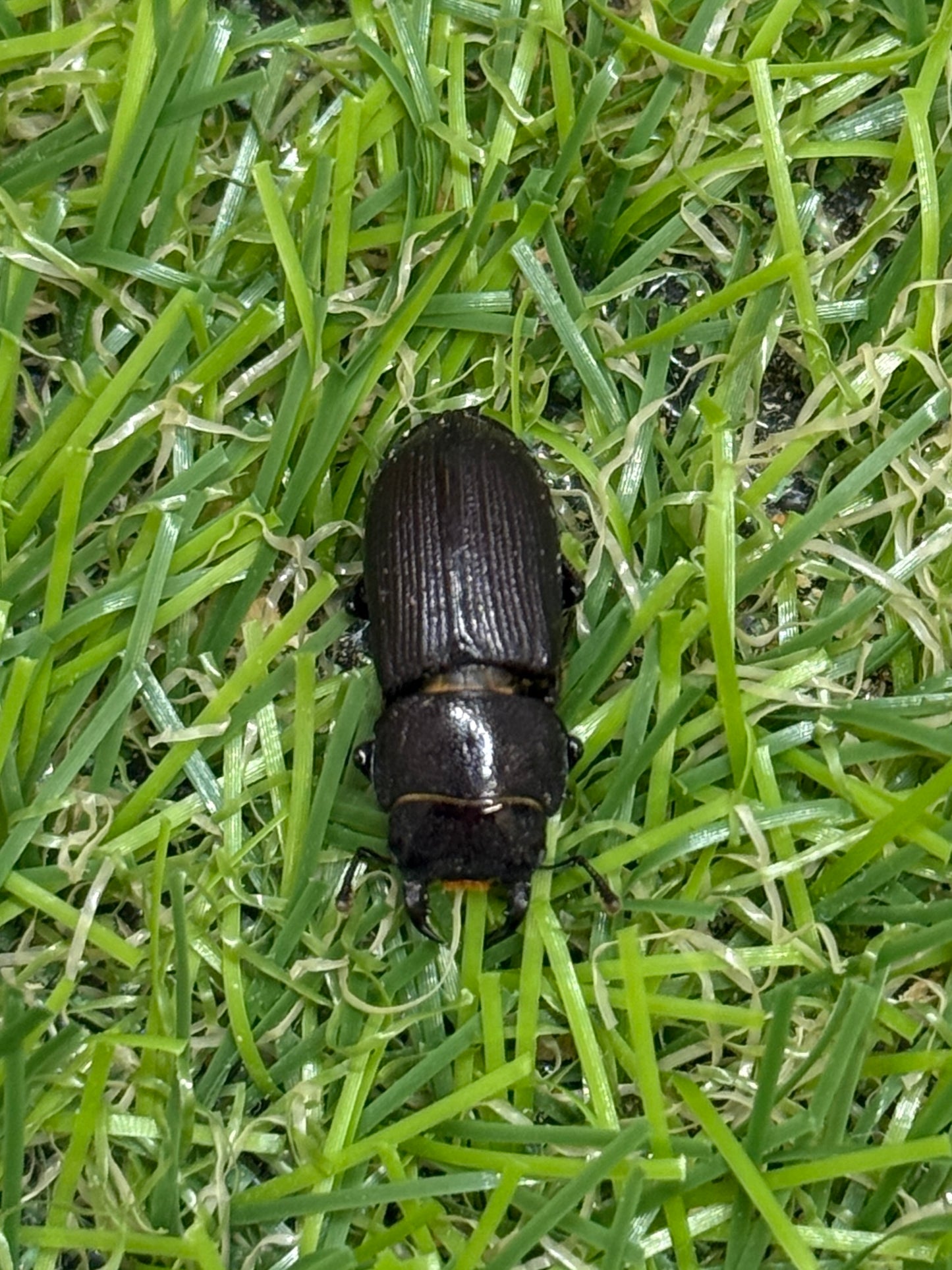 パラレルスオオクワガタ　♂freeサイズ成虫ペア