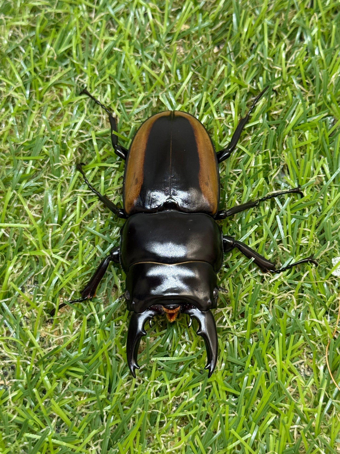 ハスタートノコギリクワガタ　♂61.8mm成虫ペア