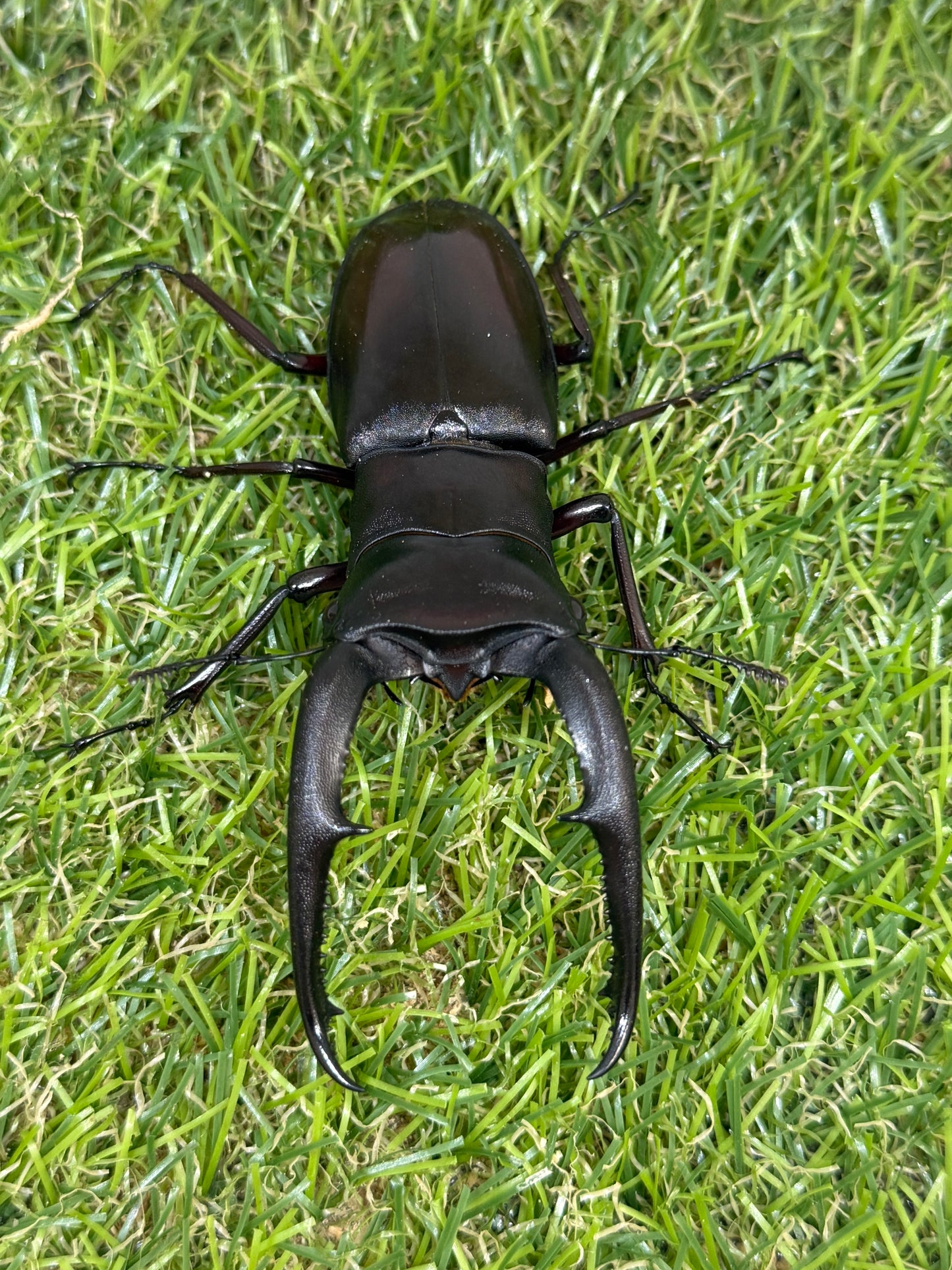 マンディブラリスフタマタクワガタ　♂86mm成虫ペア