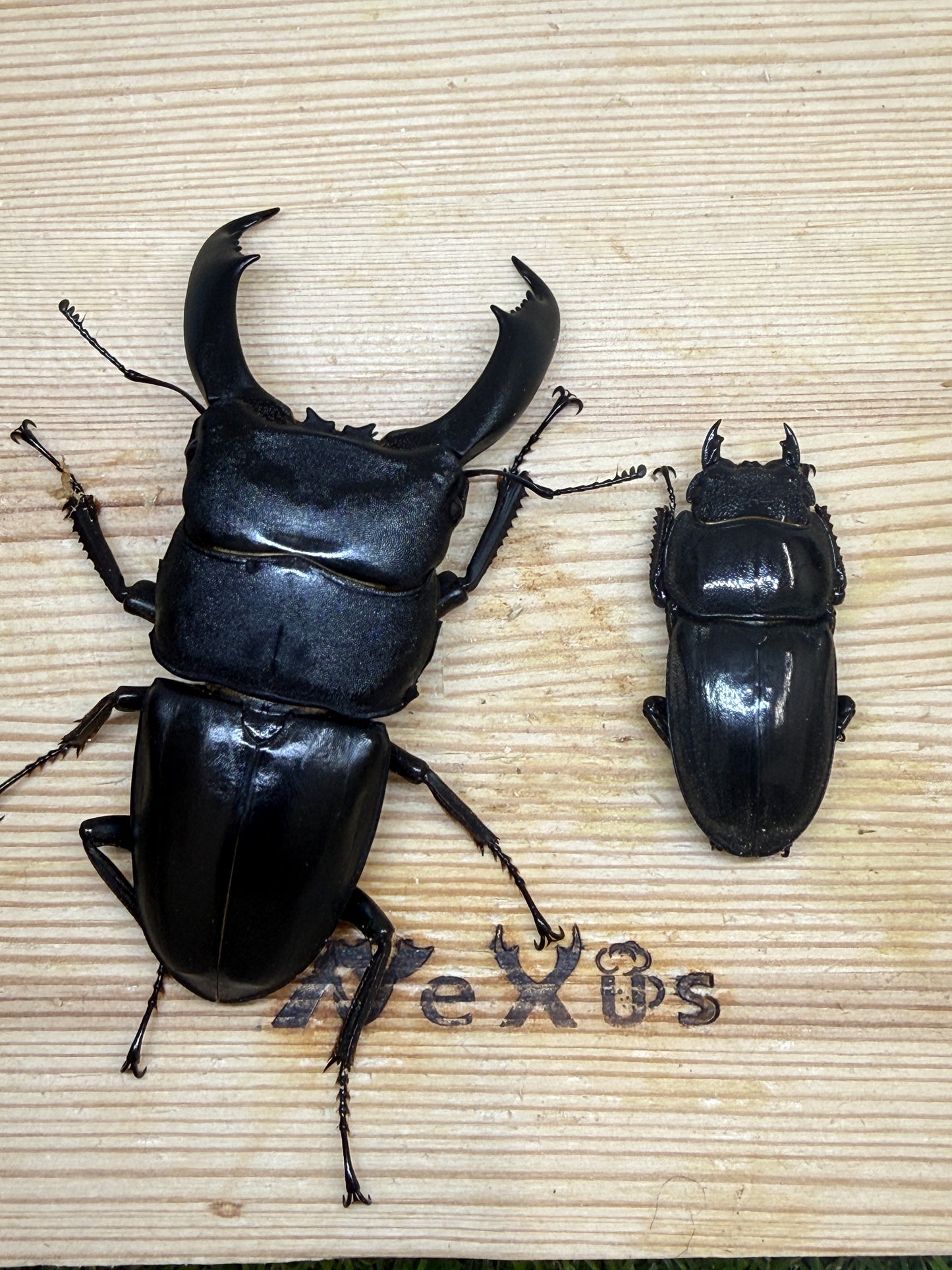 テイオウヒラタクワガタ(大城戸血統)　♂85.8mm成虫ペア