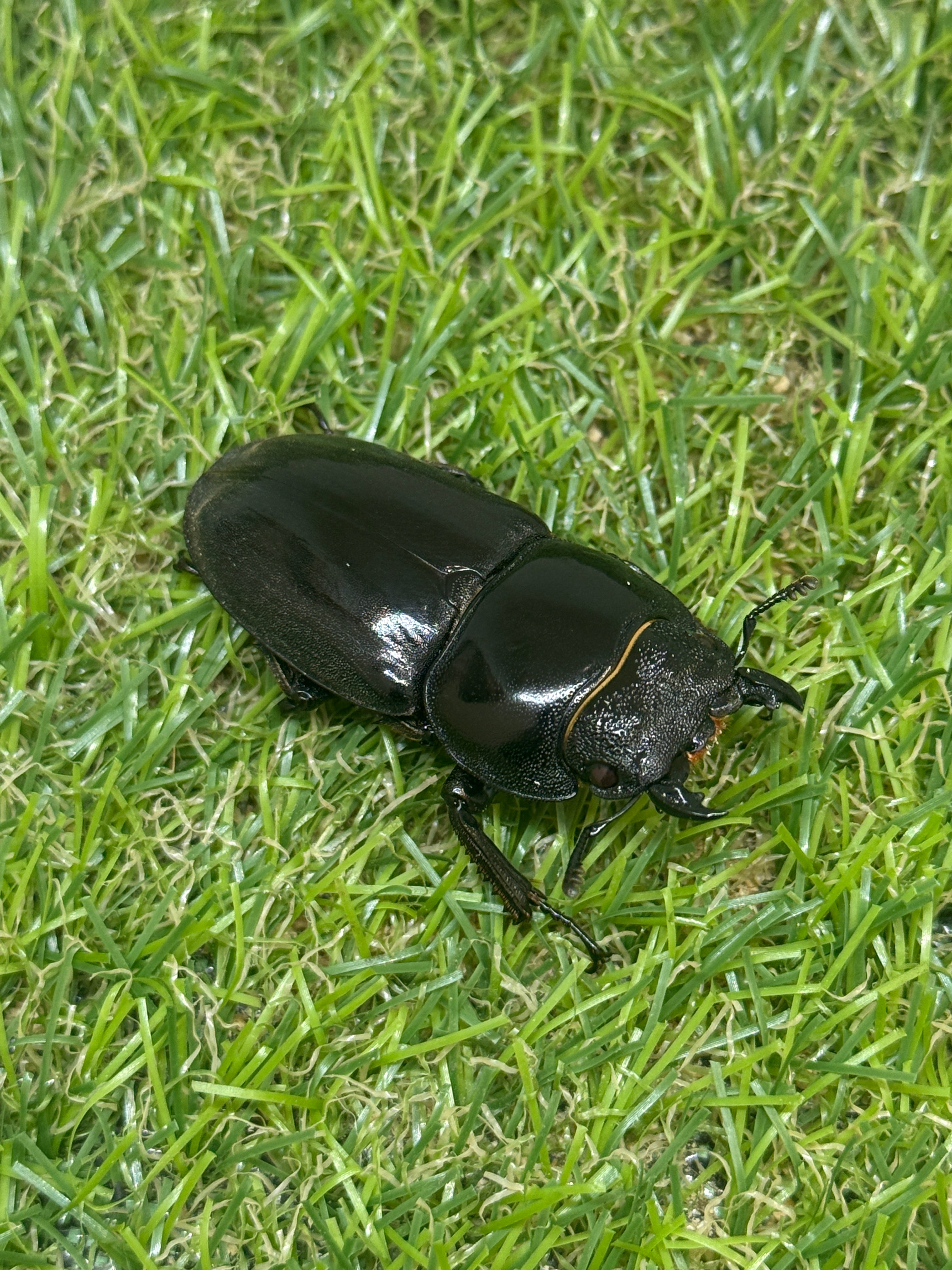 パラワンオオヒラタクワガタ(ピンクアイ血統)♂102mm 成虫ペア – 昆虫