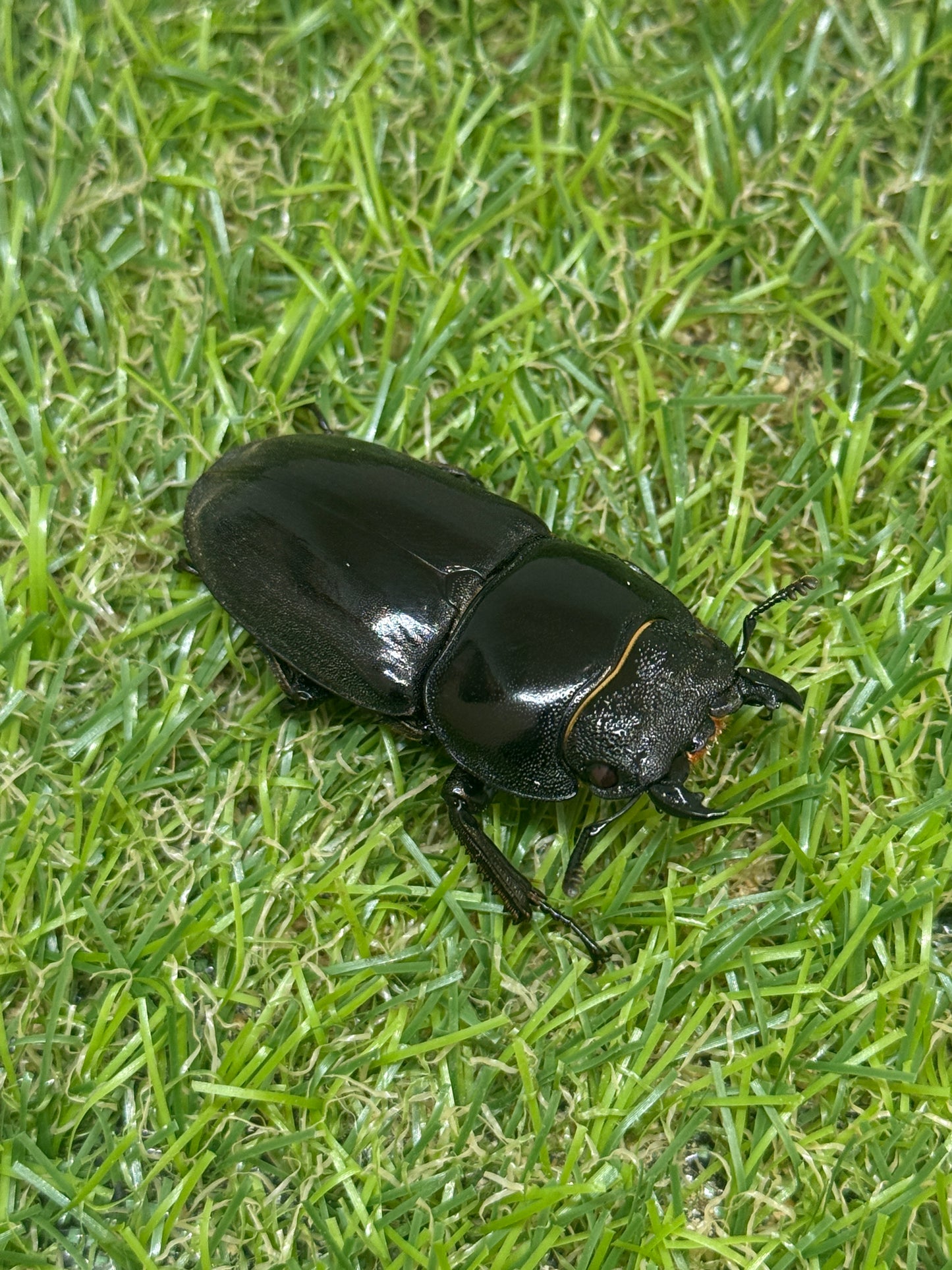 パラワンオオヒラタクワガタ(ピンクアイ血統)♂102mm　成虫ペア