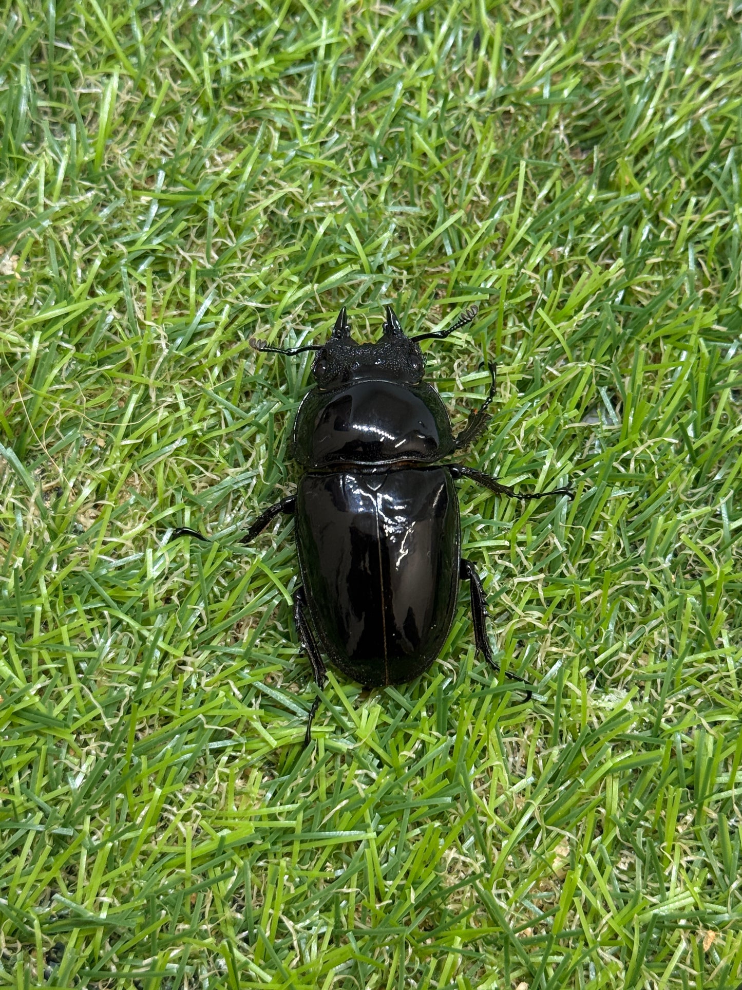 レギウスオオツヤクワガタ　♂80.7mm成虫ペア