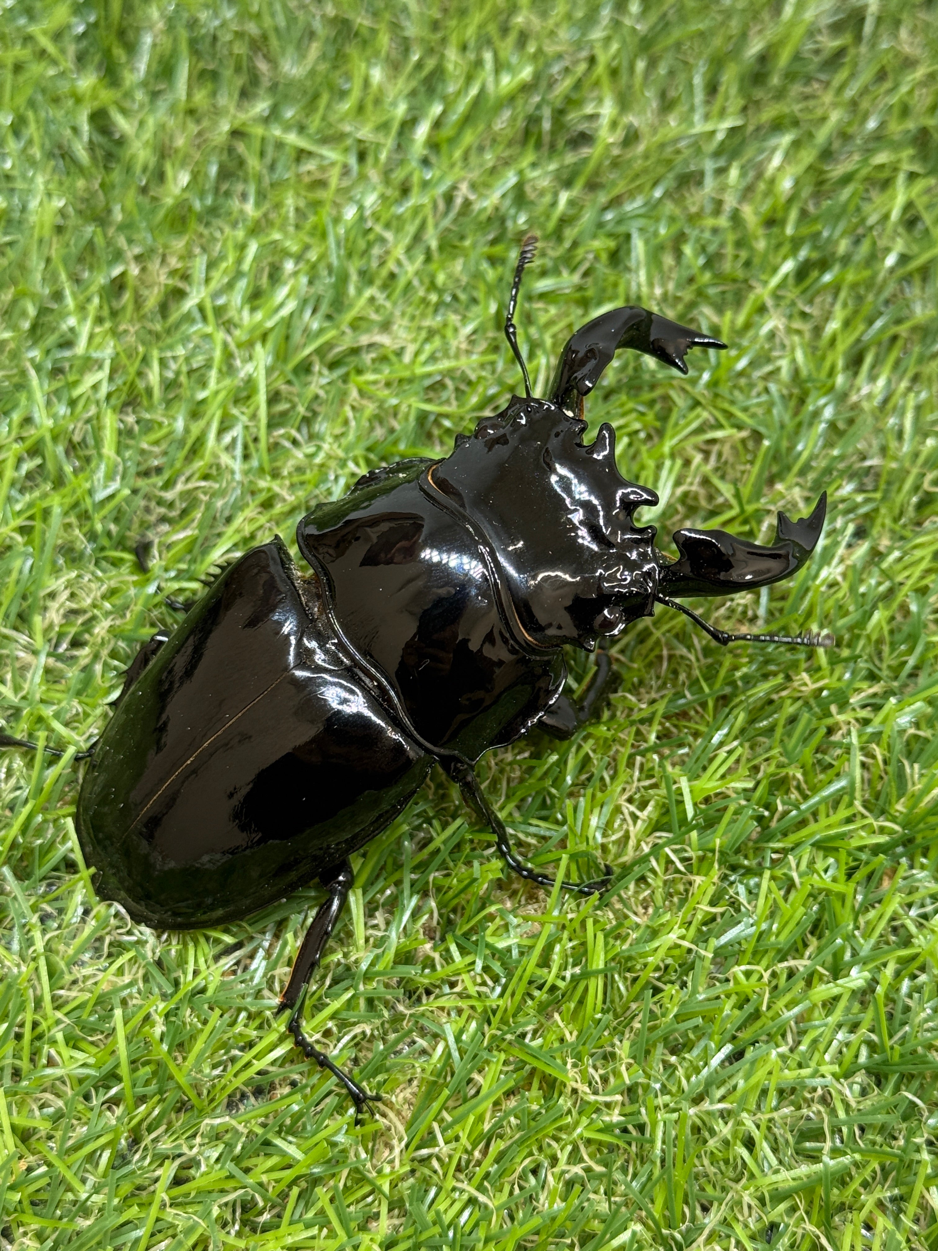 タランドゥスオオツヤクワガタ ペア  ② タランドゥスオオツヤクワガタ ♂85.1mm成虫ペア – 昆虫ショップNexus