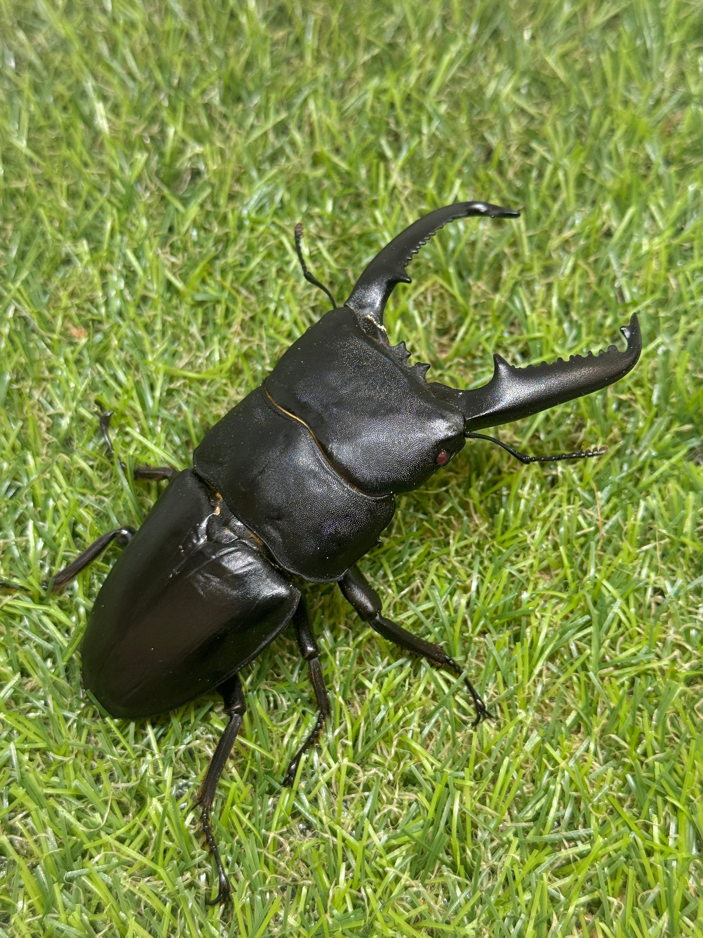 パラワンオオヒラタクワガタ(ピンクアイ血統)♂101.6mm　成虫ペア