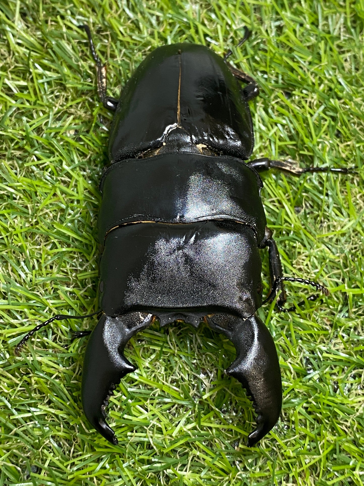 スマトラオオヒラタクワガタ幼虫(1400cc菌糸投入済)1頭　親♂103.2mm×51mm