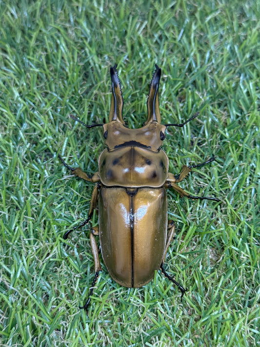 ババオウゴンオニクワガタ　♂75.7mm成虫ペア