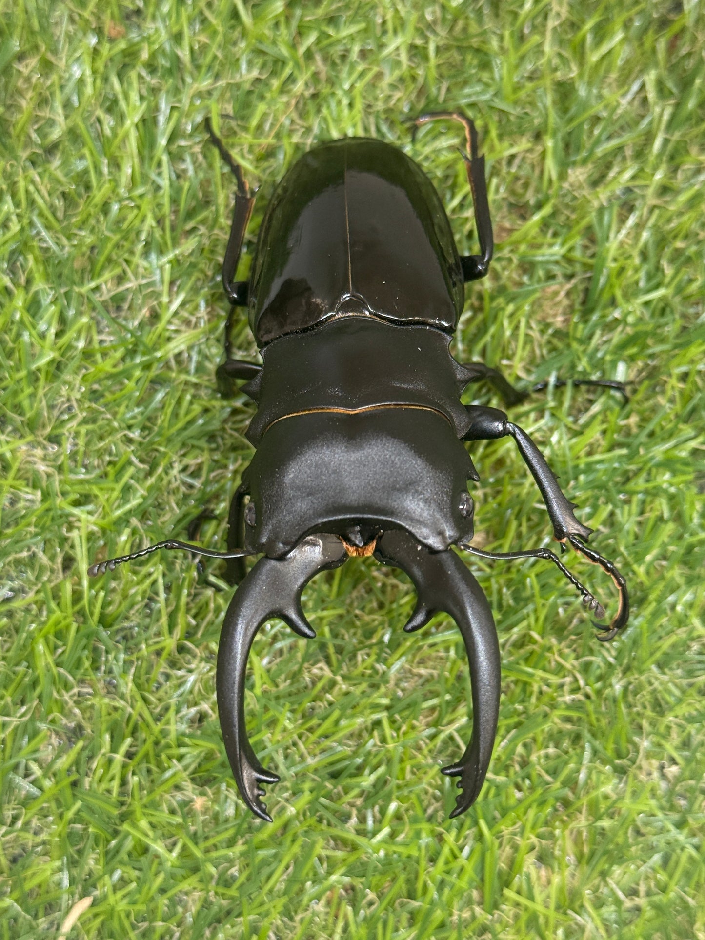 インターメディアツヤクワガタ　♂93.6mm成虫ペア