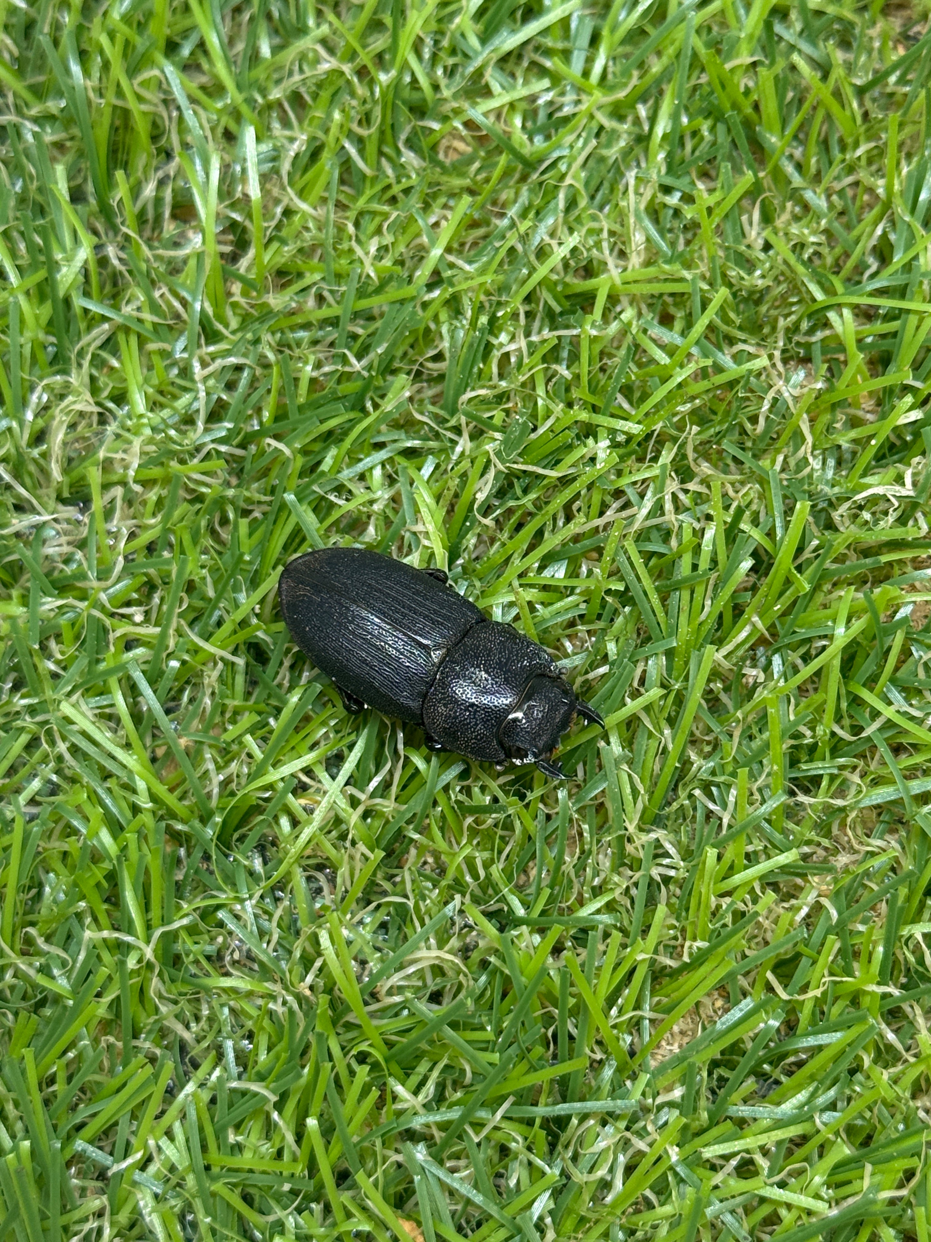 プンクティペンニスネブトクワガタ ♂43mm成虫ペア – 昆虫ショップNexus