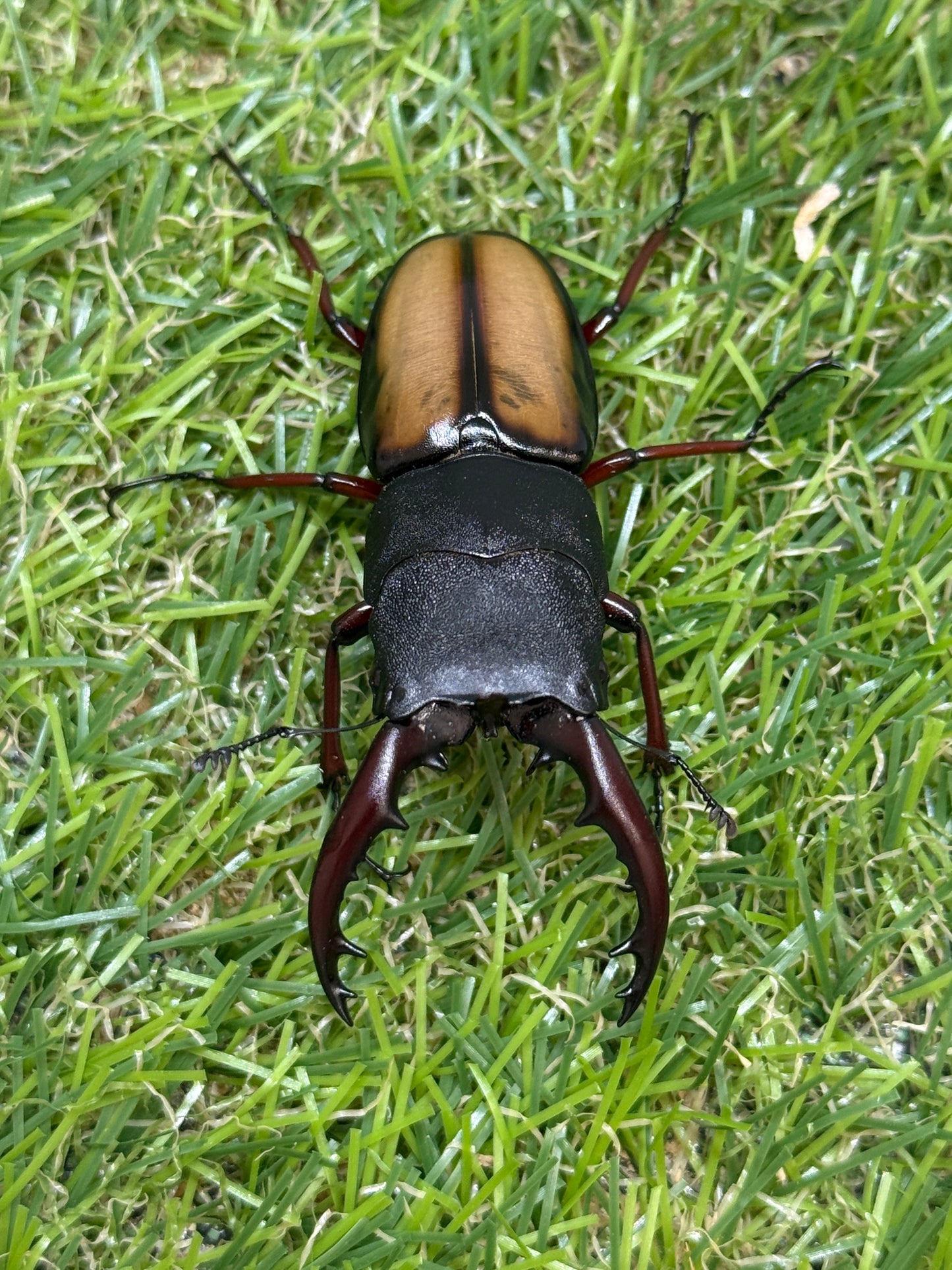 ウムハンギノコギリクワガタ ♂58mm単品