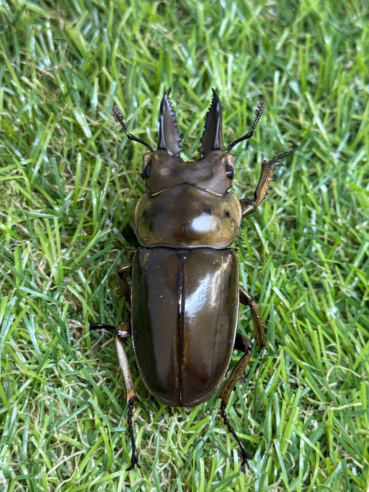 ババオウゴンオニクワガタ　♂54mm成虫ペア