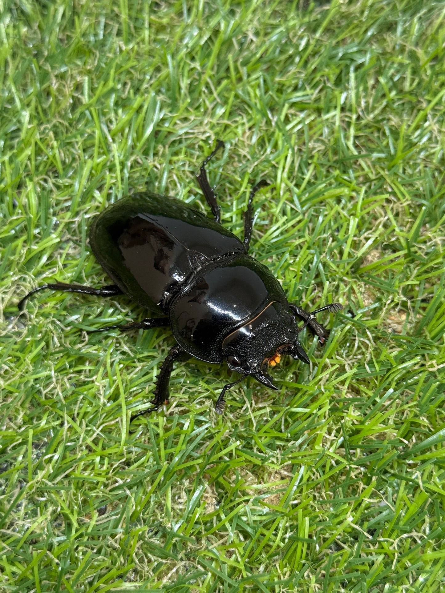 タランドゥスオオツヤクワガタ　♂85.3mm成虫ペア