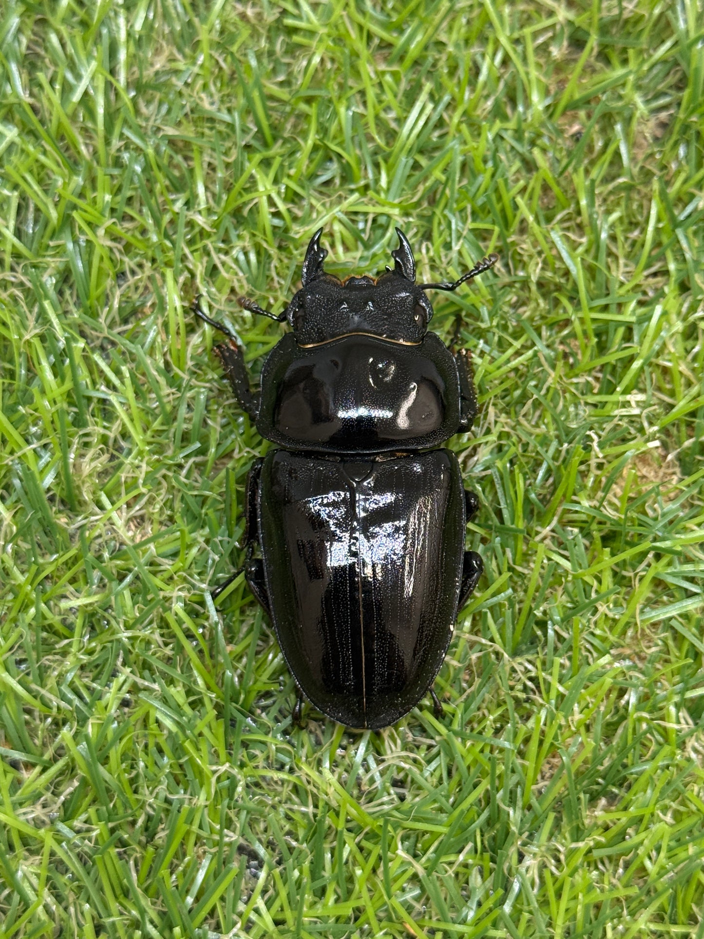 オオクワガタ　奈良輪川西　♂72.3mm成虫ペア