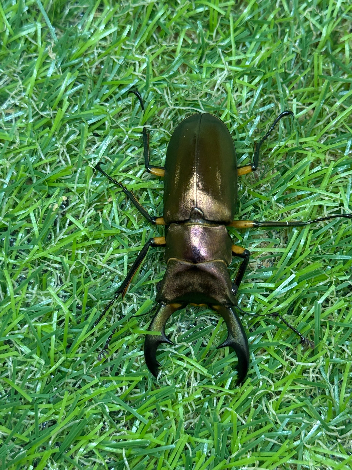 エラフスホソアカクワガタ　♂50mm成虫ペア