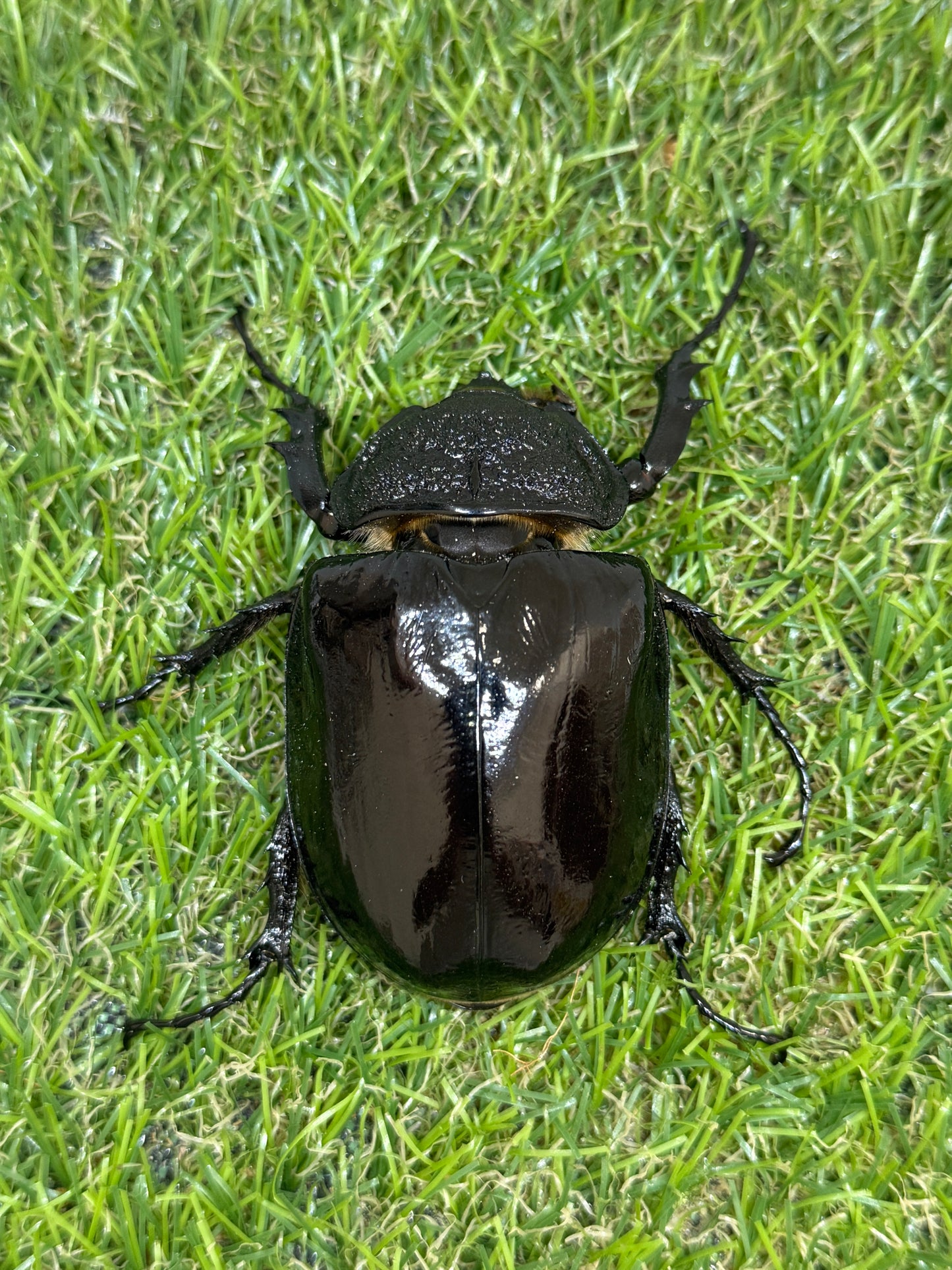 マルスゾウカブト　♂106mm成虫ペア