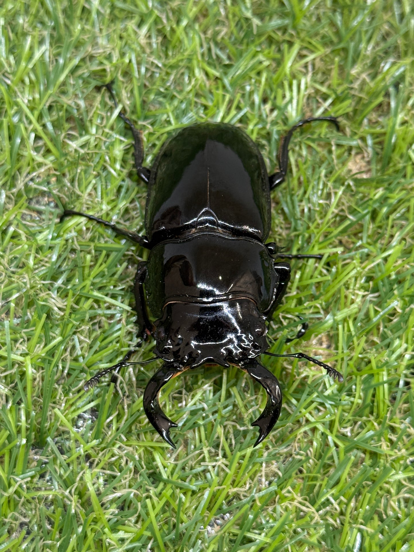 タランドゥスオオツヤクワガタ　♂64.5mm成虫ペア