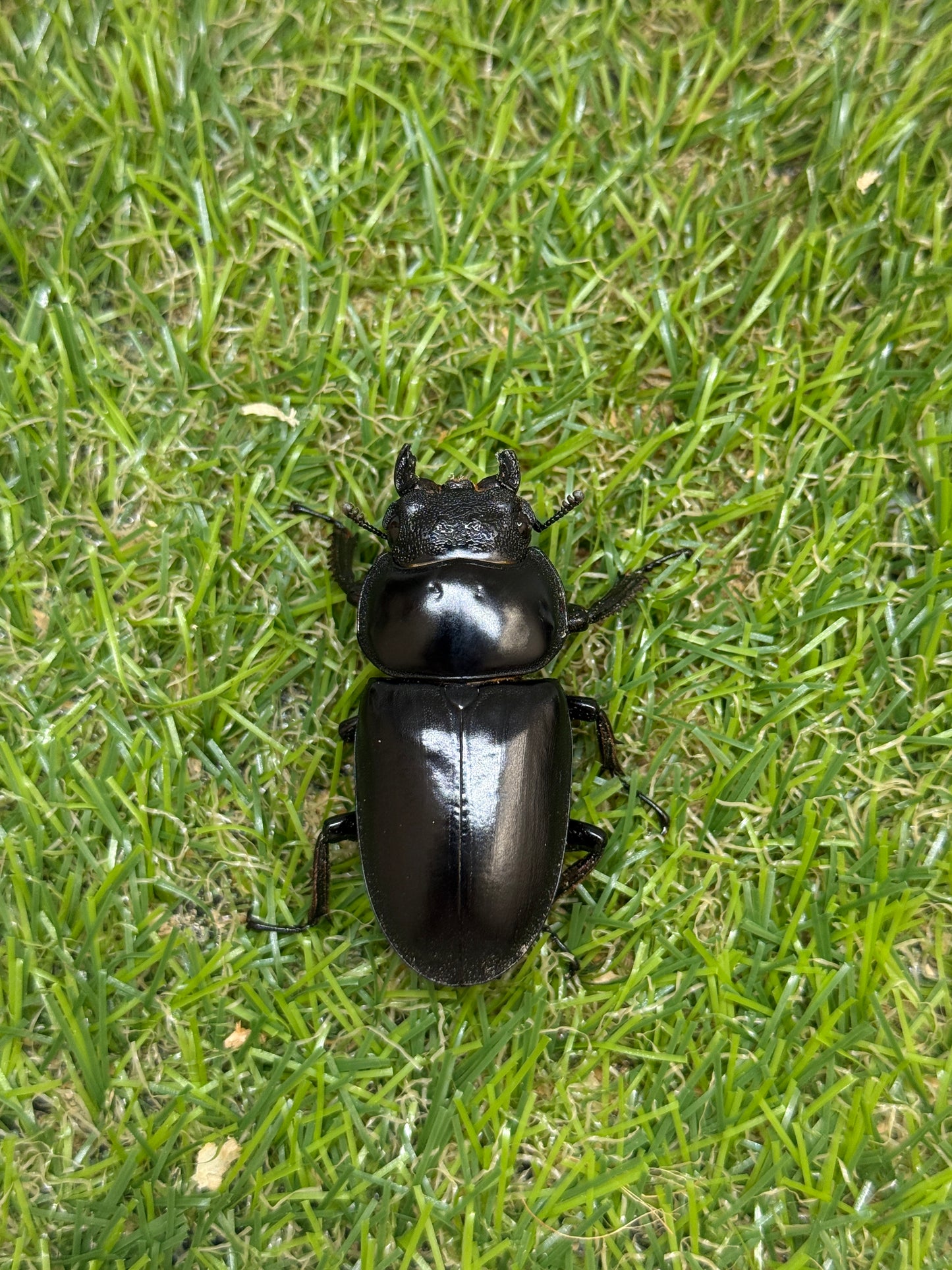 インド アンタエウスオオクワガタ　♂81.5mm成虫ペア