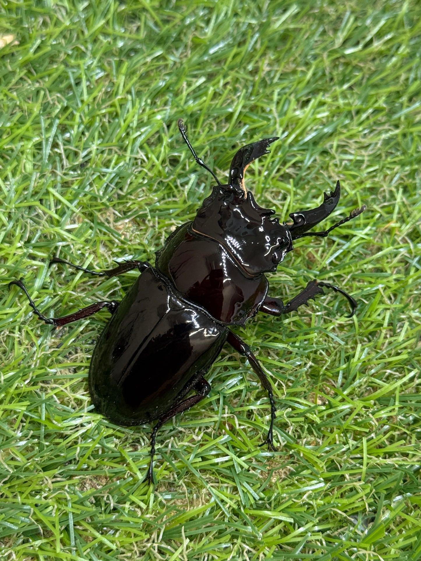 レギウスオオツヤクワガタ　♂65.8mm成虫ペア