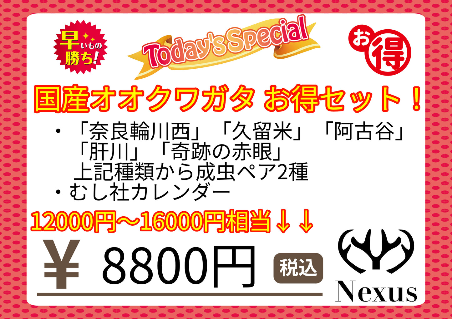 福箱　国産オオクワガタお得セット！