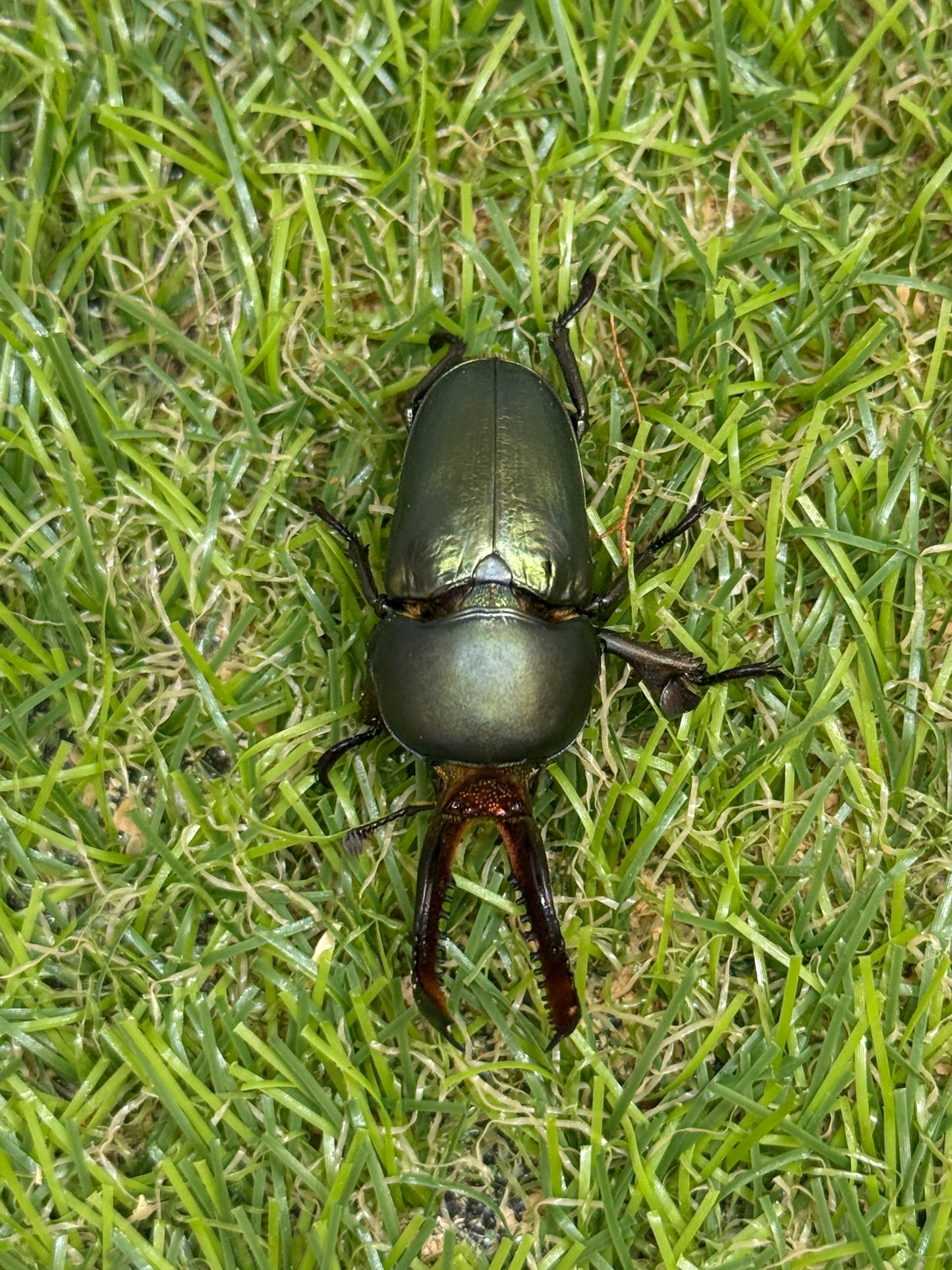 パプアキンイロクワガタ　♂freeサイズ成虫ペア