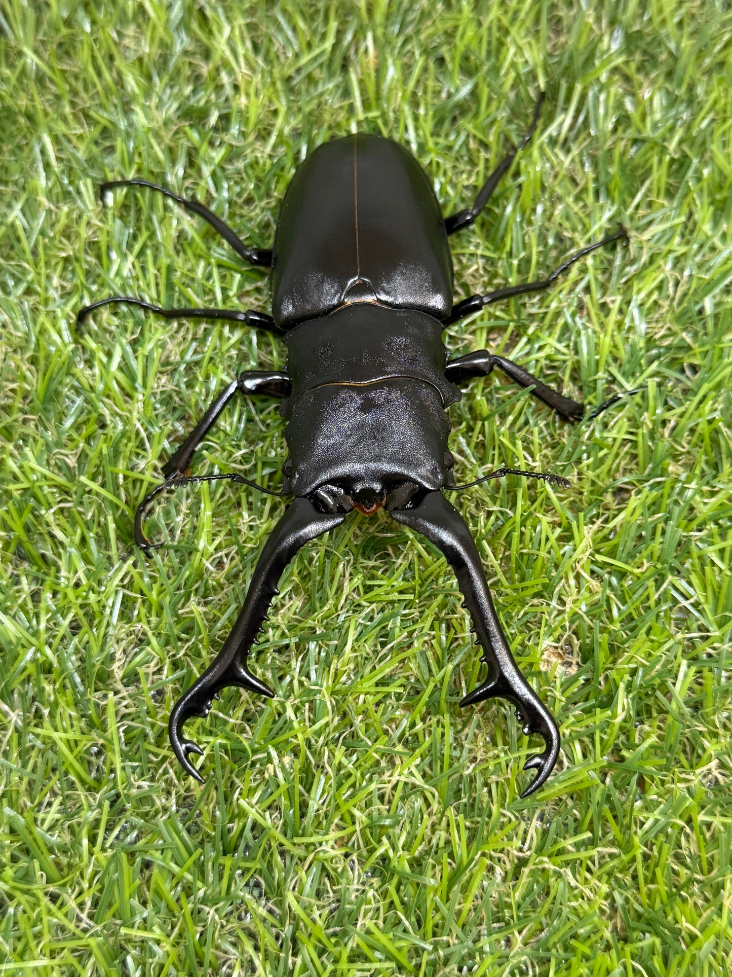 ギラファノコギリクワガタ　ケイスケ　♂103mm成虫ペア