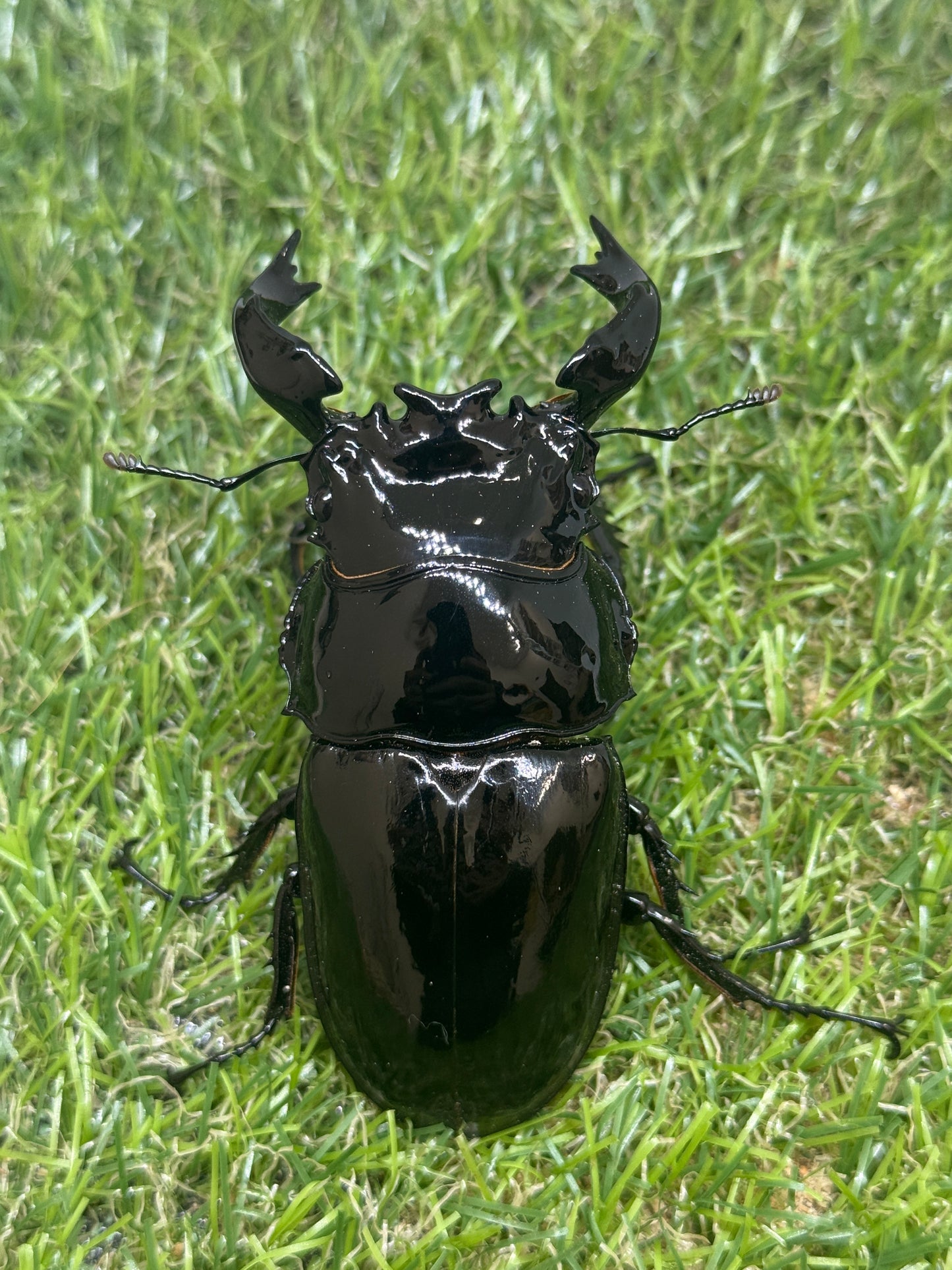 タランドゥスオオツヤクワガタ　♂87.2mm成虫ペア