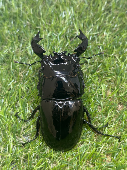 タランドゥスオオツヤクワガタ　♂87.2mm成虫ペア