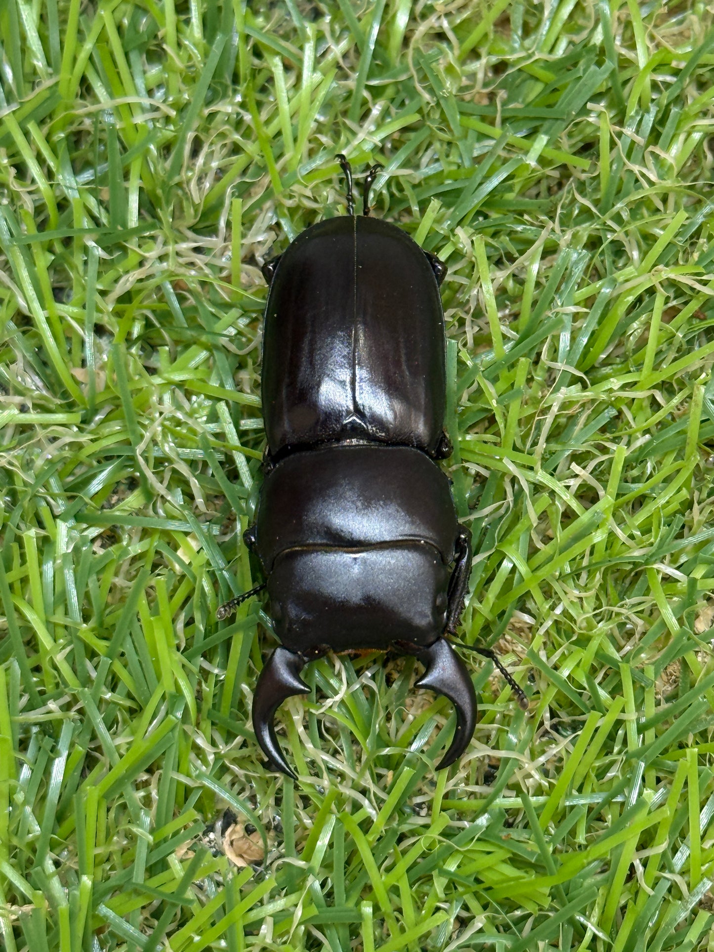 ミークヒラタクワガタ亜種ジャスミン　♂36.5mm成虫ペア