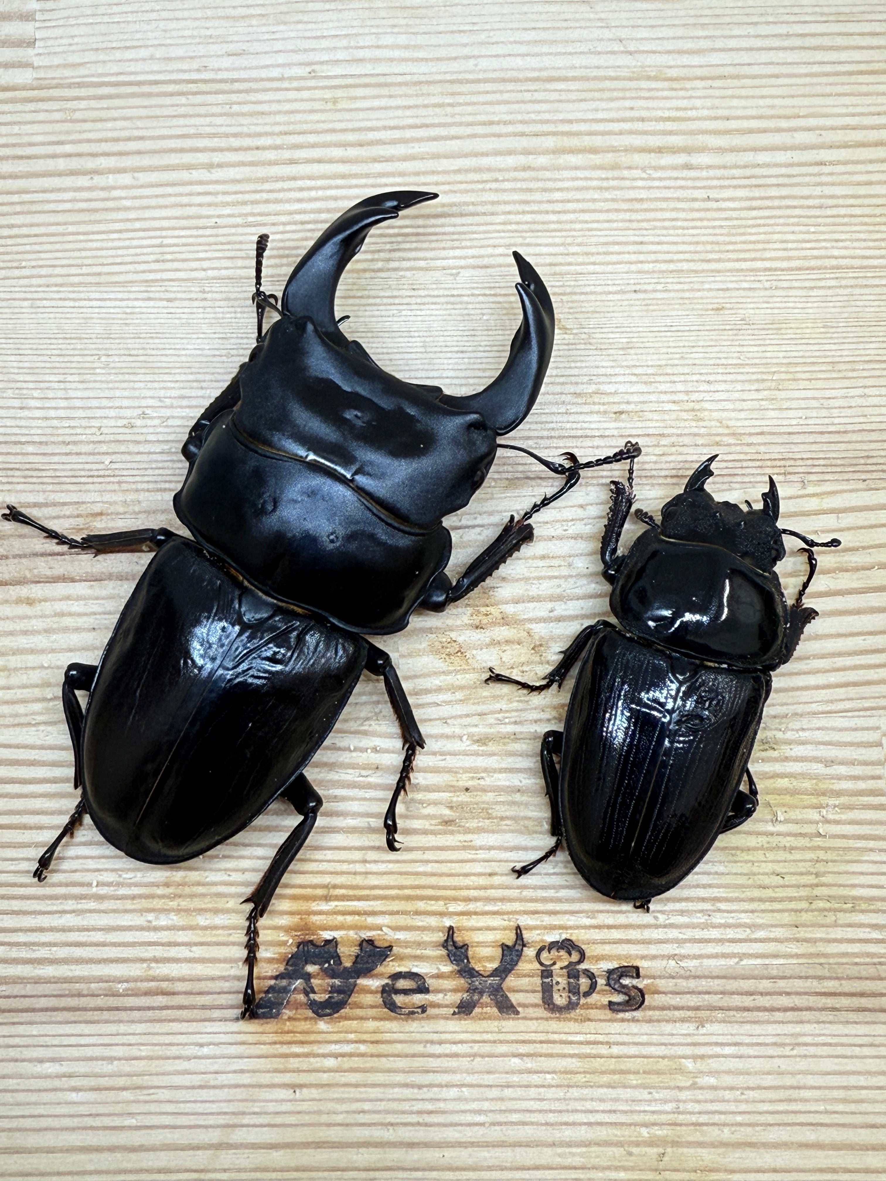 オオクワガタ 奈良輪川西 ♂83mm成虫ペア – 昆虫ショップNexus