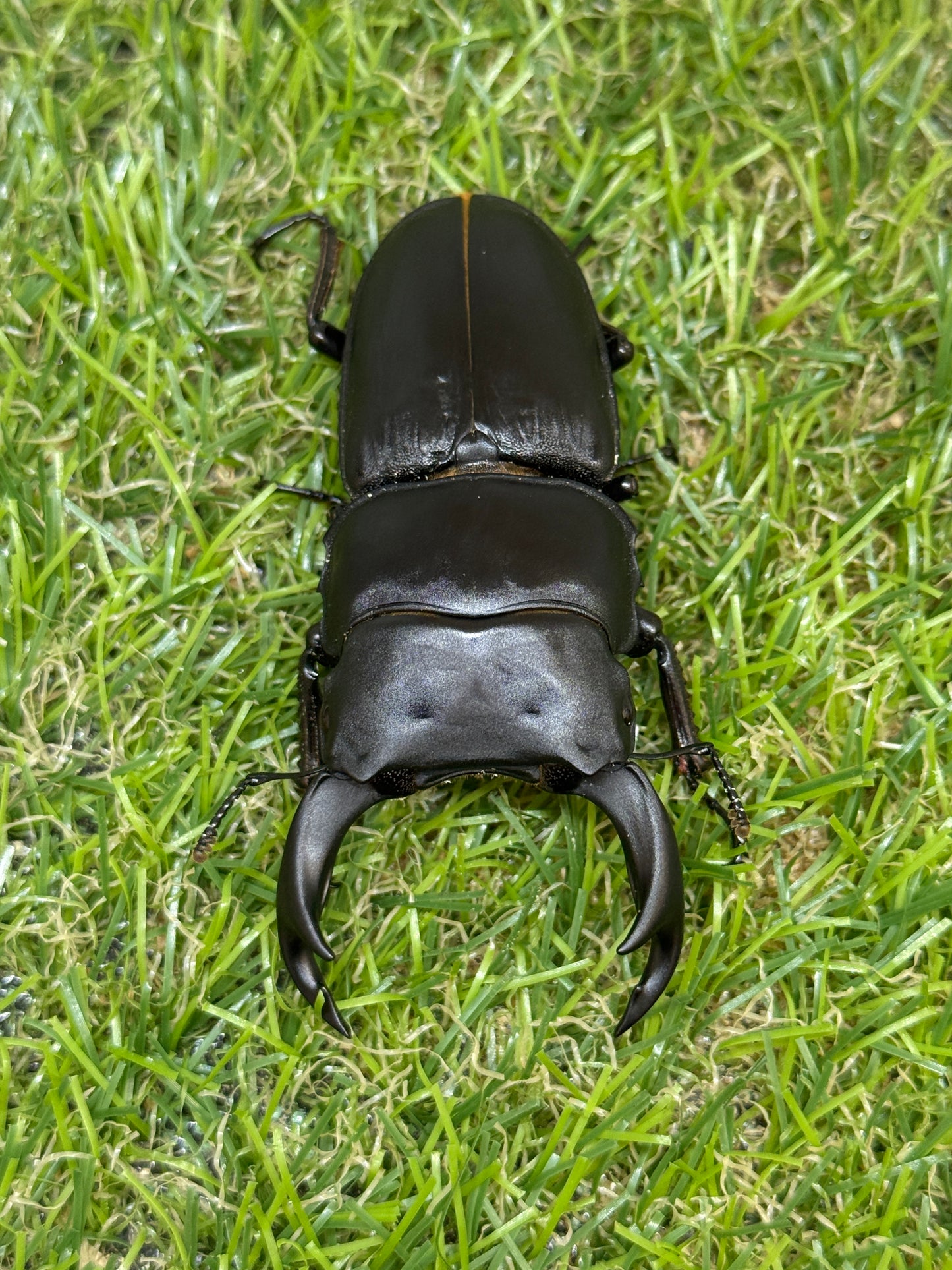 オオクワガタ 久留米　♂72mm成虫ペア