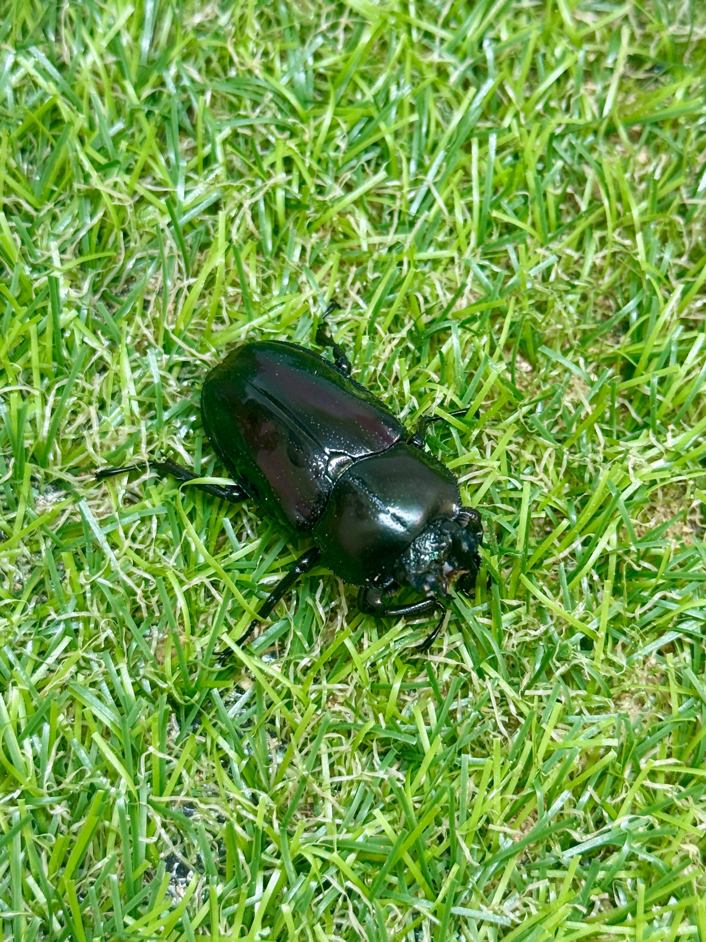 ニジイロクワガタ(紫紺系)　♂56mm成虫ペア