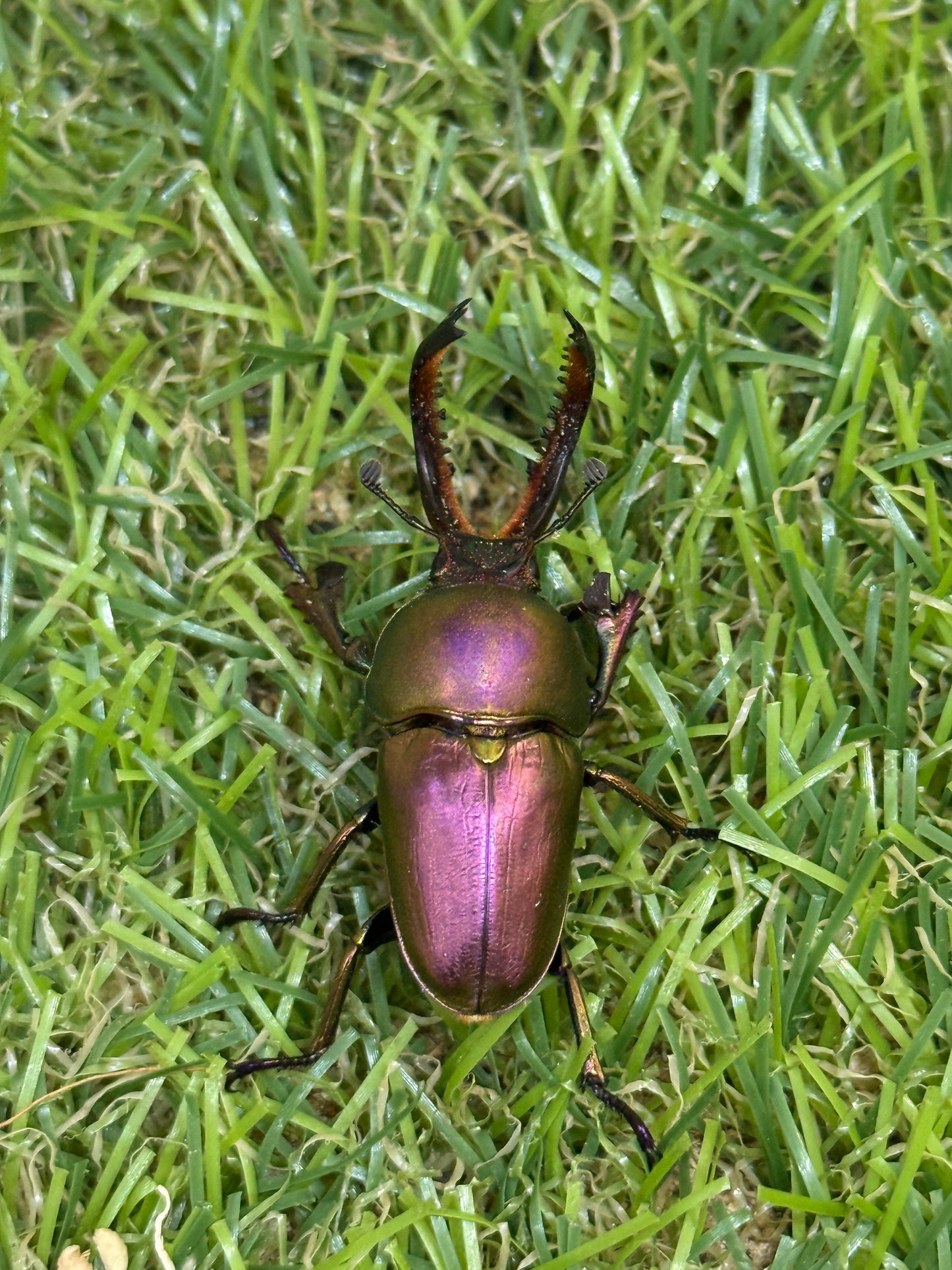 パプアキンイロクワガタ　♂freeサイズ成虫ペア