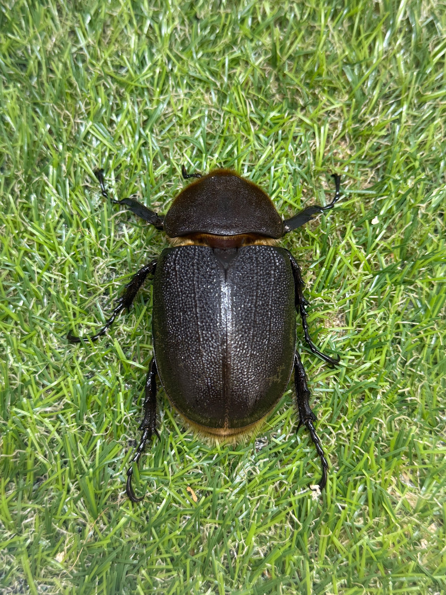 DH･ヘラクレス　♂141mm成虫ペア