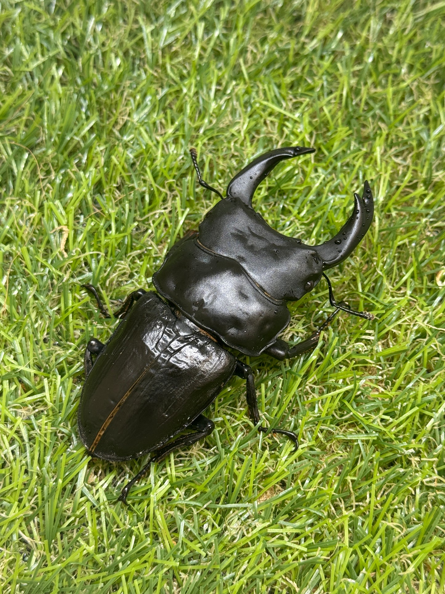 オオクワガタ　奈良輪川西　♂83.7mm成虫ペア　2026年ブリード個体