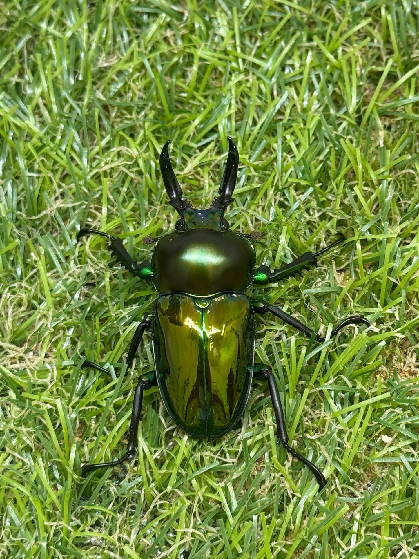 ニジイロクワガタ　♂45.8mm成虫ペア