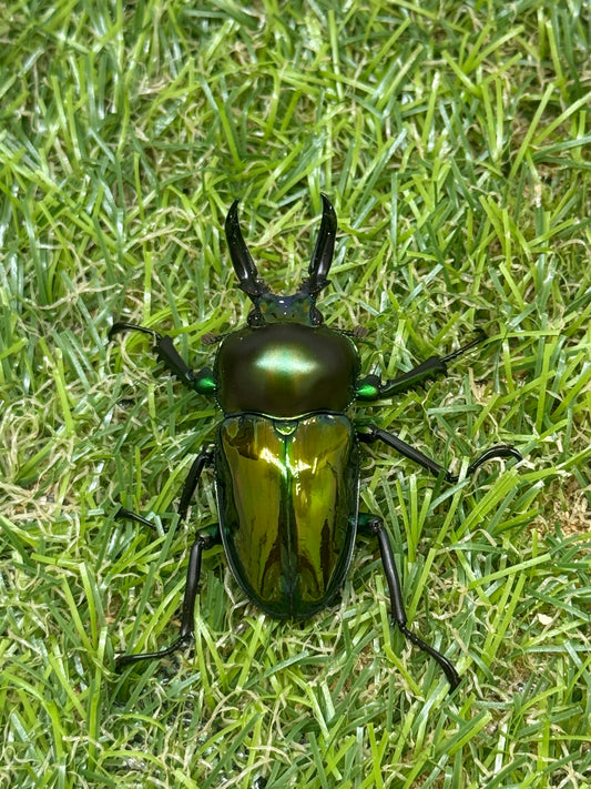 ニジイロクワガタ　♂45.8mm成虫ペア