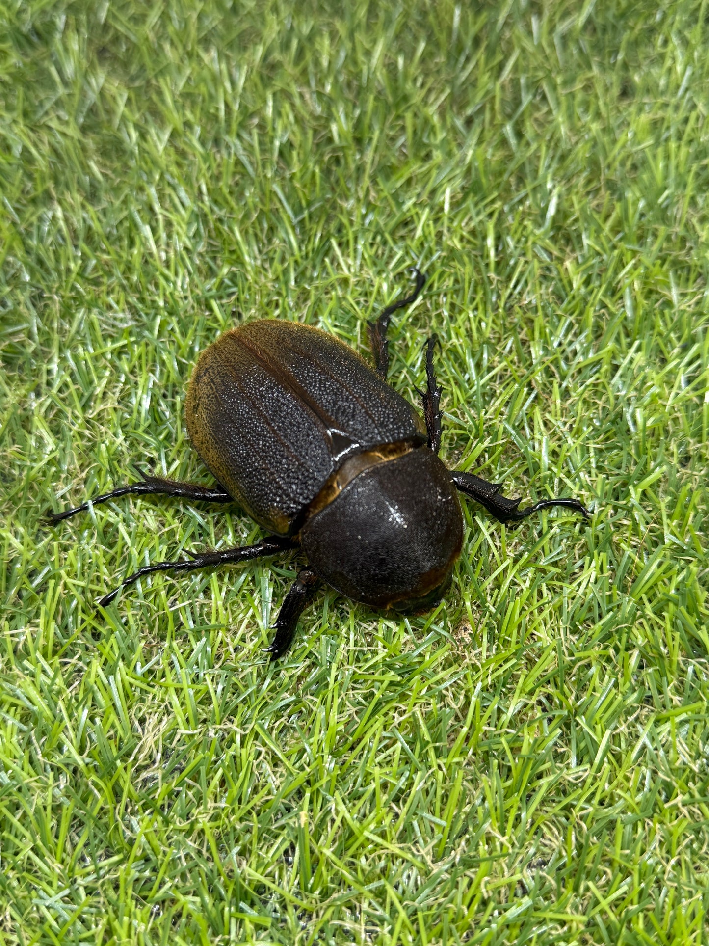 DH･ヘラクレス　♂138mm成虫ペア