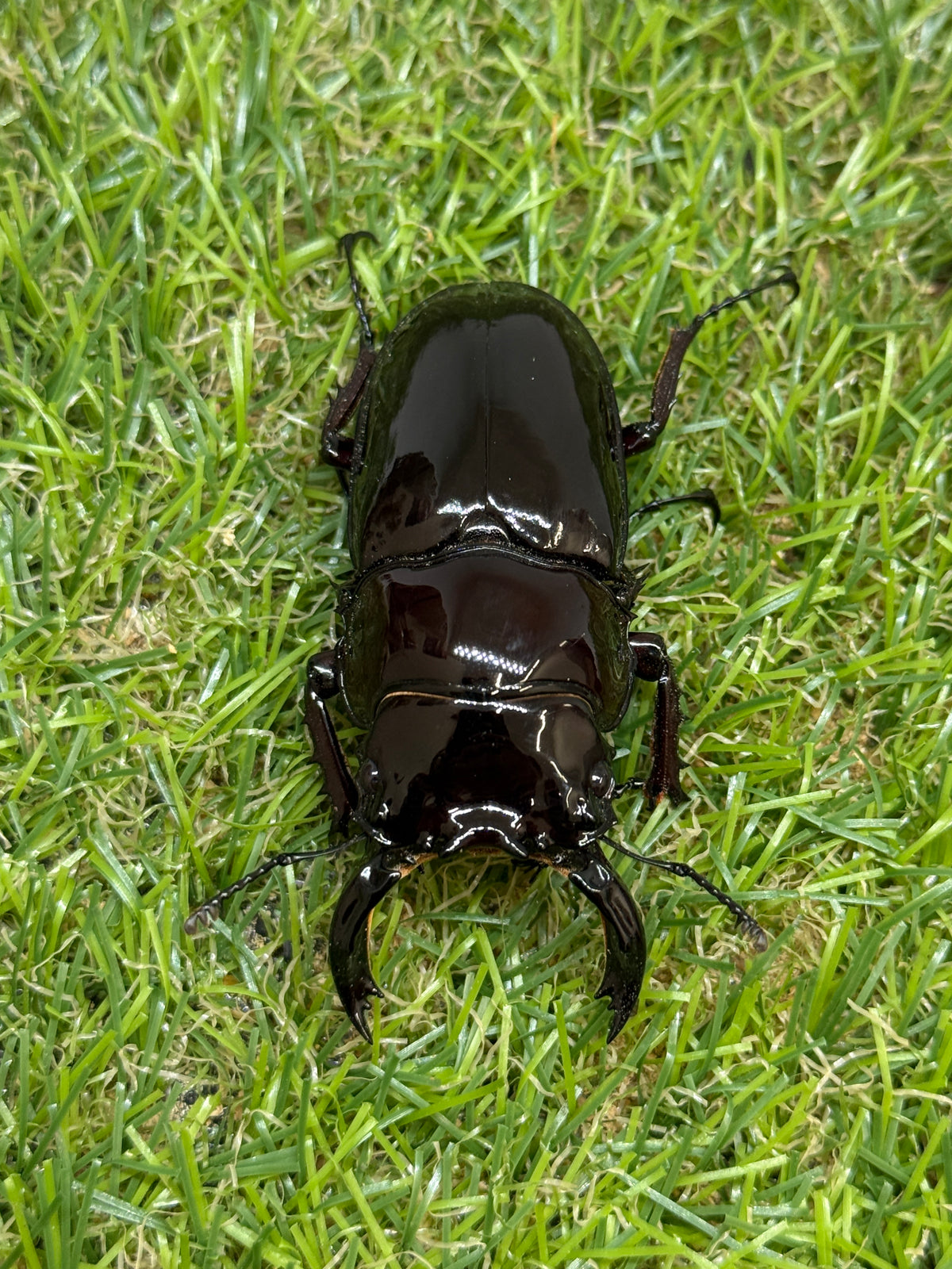レギウスオオツヤクワガタ　♂65.8mm成虫ペア