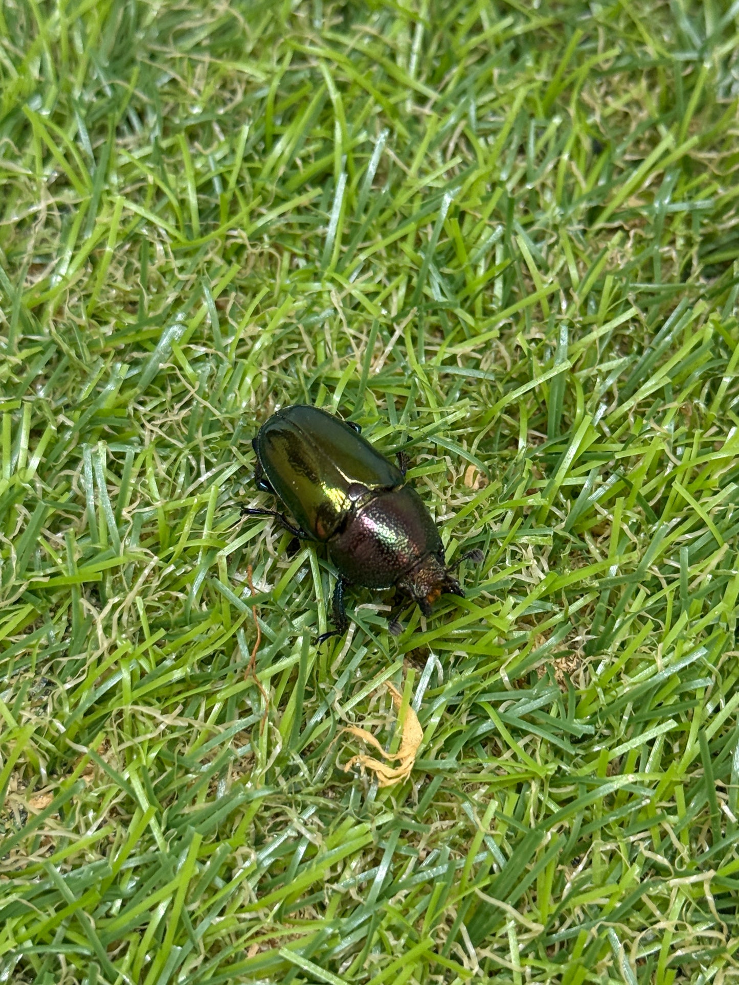 パプアキンイロクワガタ　♂freeサイズ成虫ペア