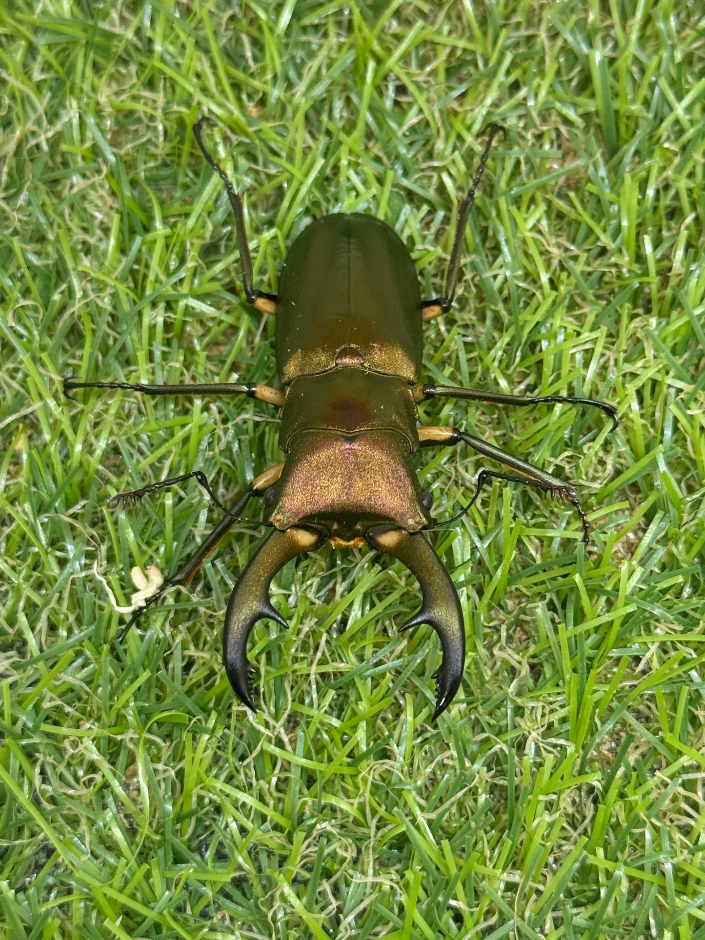 エラフスホソアカクワガタ　♂54.8mm単品