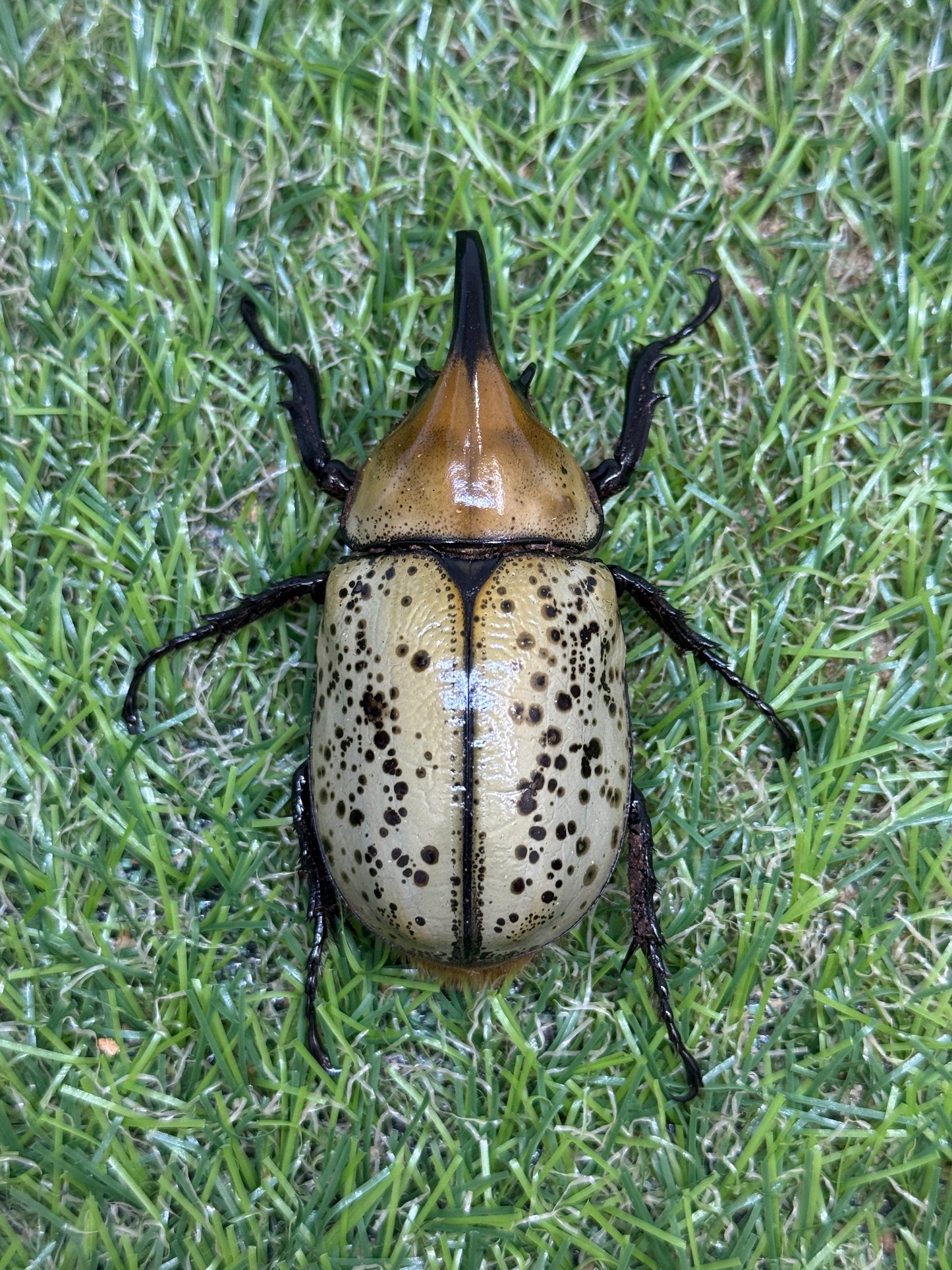 ティティウスシロカブト　♂64.5mm成虫ペア