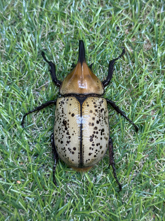 ティティウスシロカブト　♂64.5mm成虫ペア