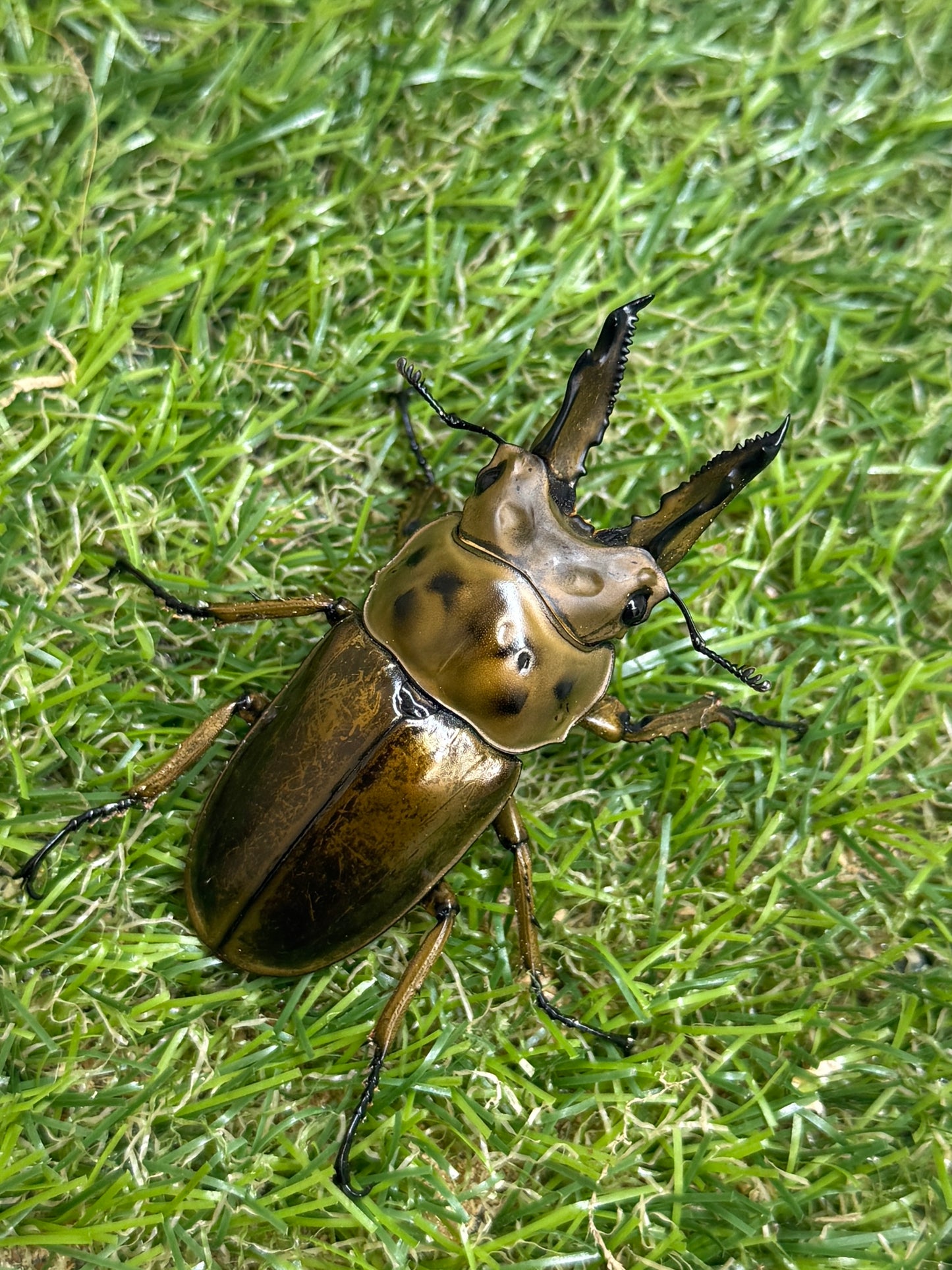 ババオウゴンオニクワガタ　♂62.1mm成虫ペア