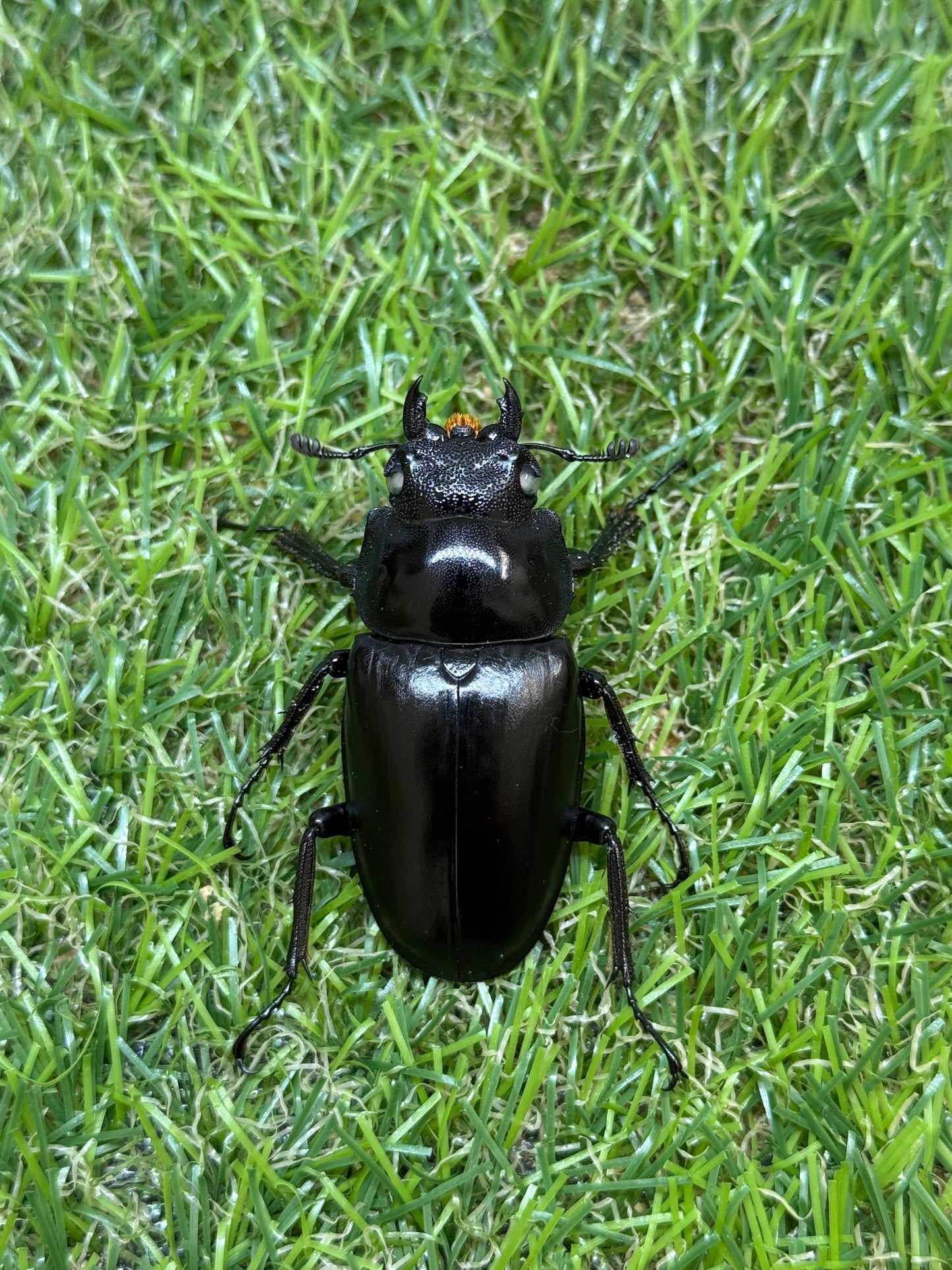 ギラファノコギリクワガタ(ホワイトアイ血統) ♂104mm成虫ペア