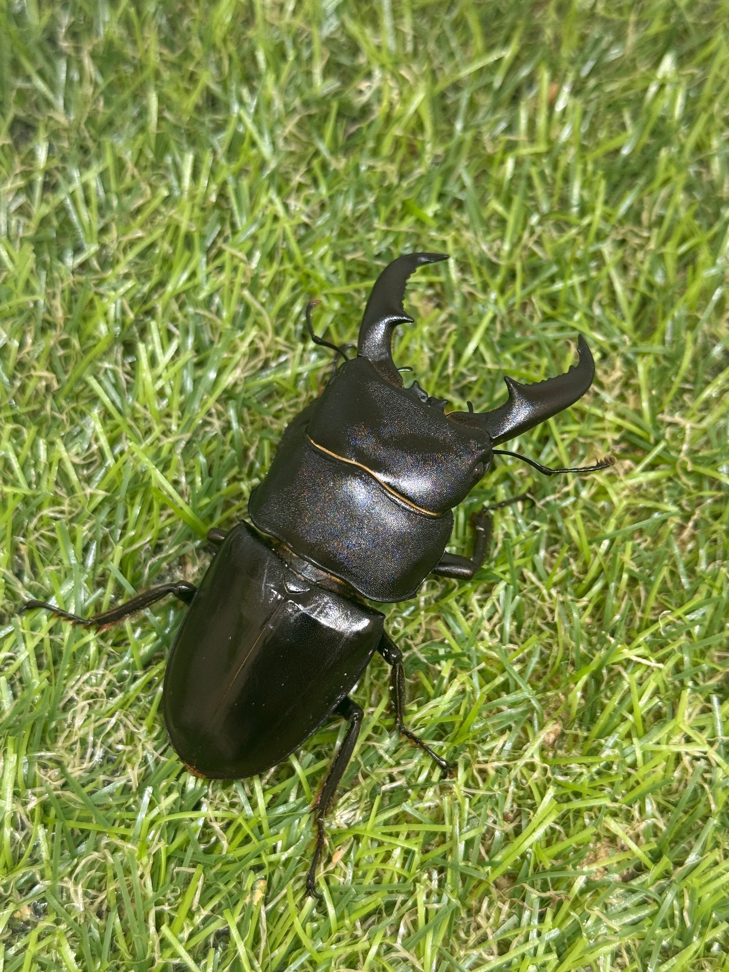 オキノエラブヒラタクワガタ　♂65.6mm成虫ペア